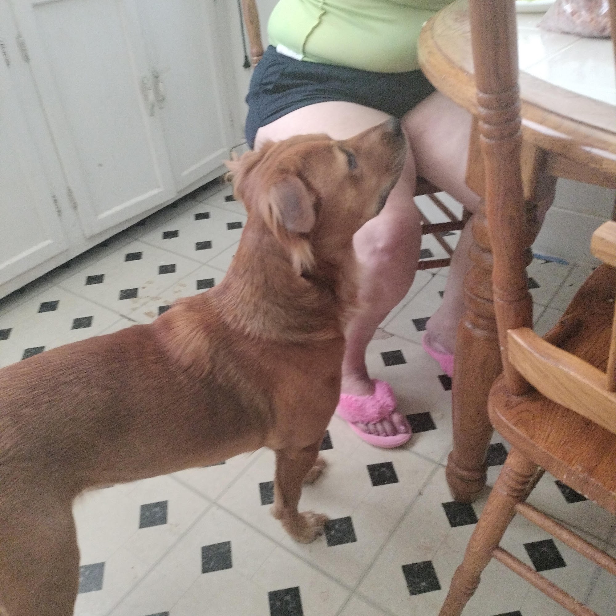 Biloxi Animal Hospital Biloxi