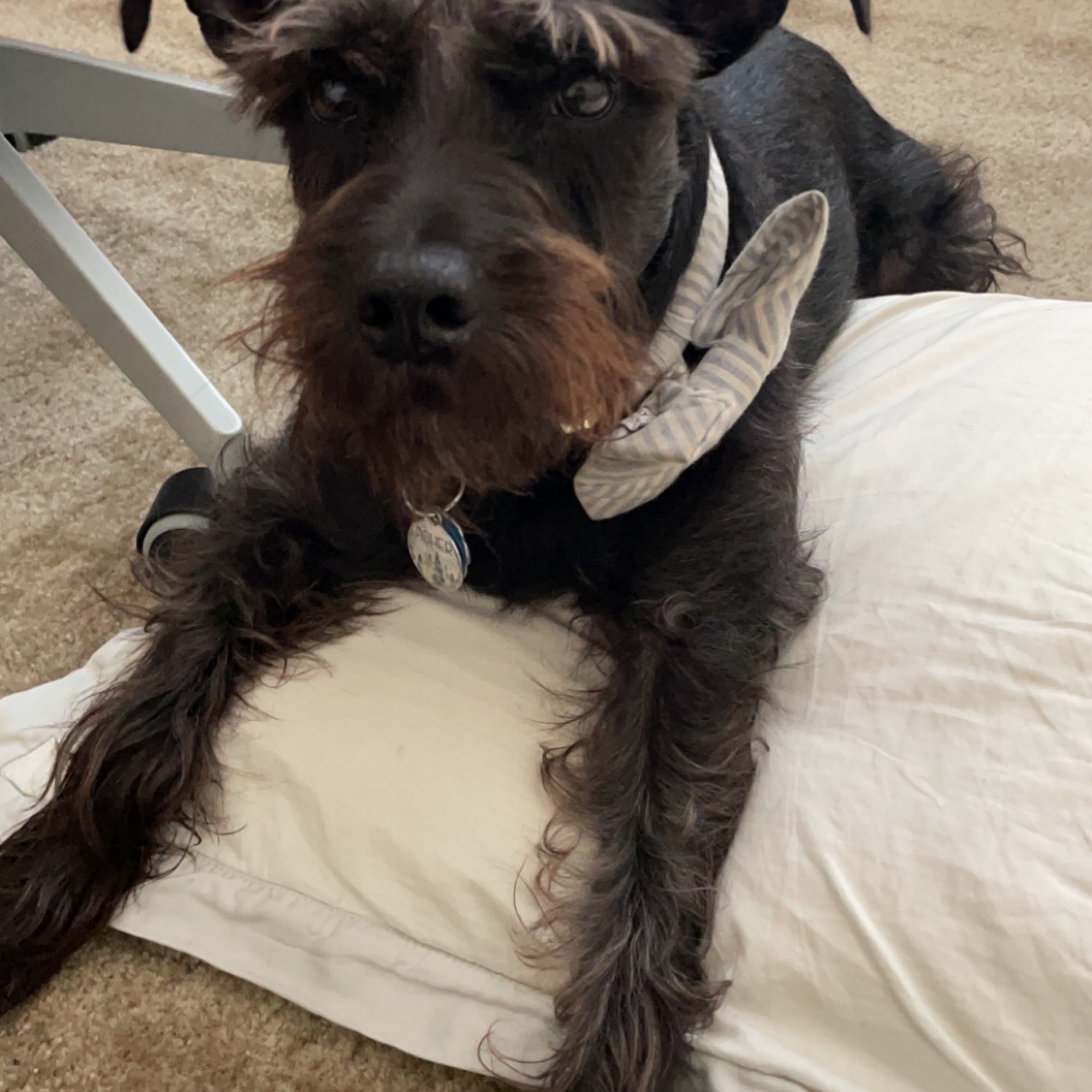 Gulf Coast Veterinary Hospital Biloxi