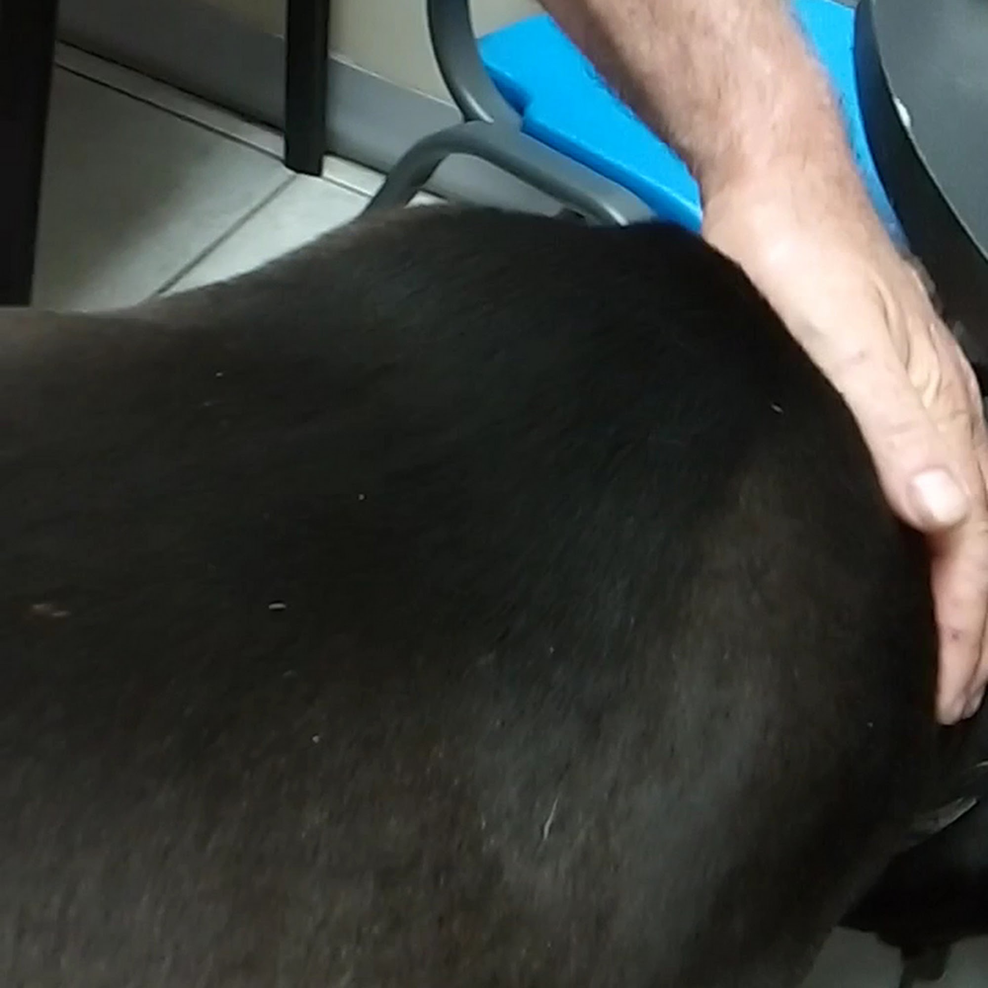 The Pet Clinic Biloxi