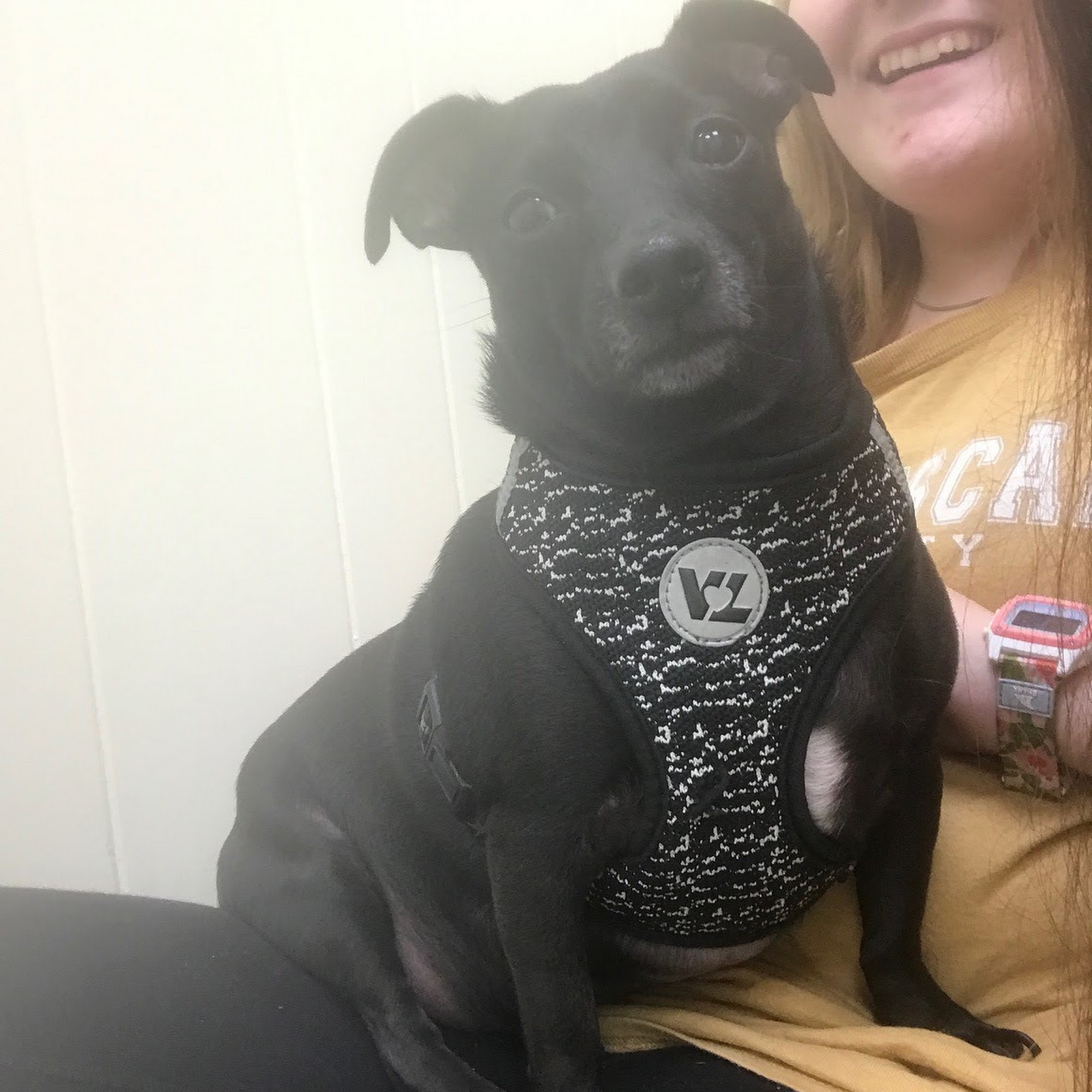 Beach View Veterinary Hospital Biloxi