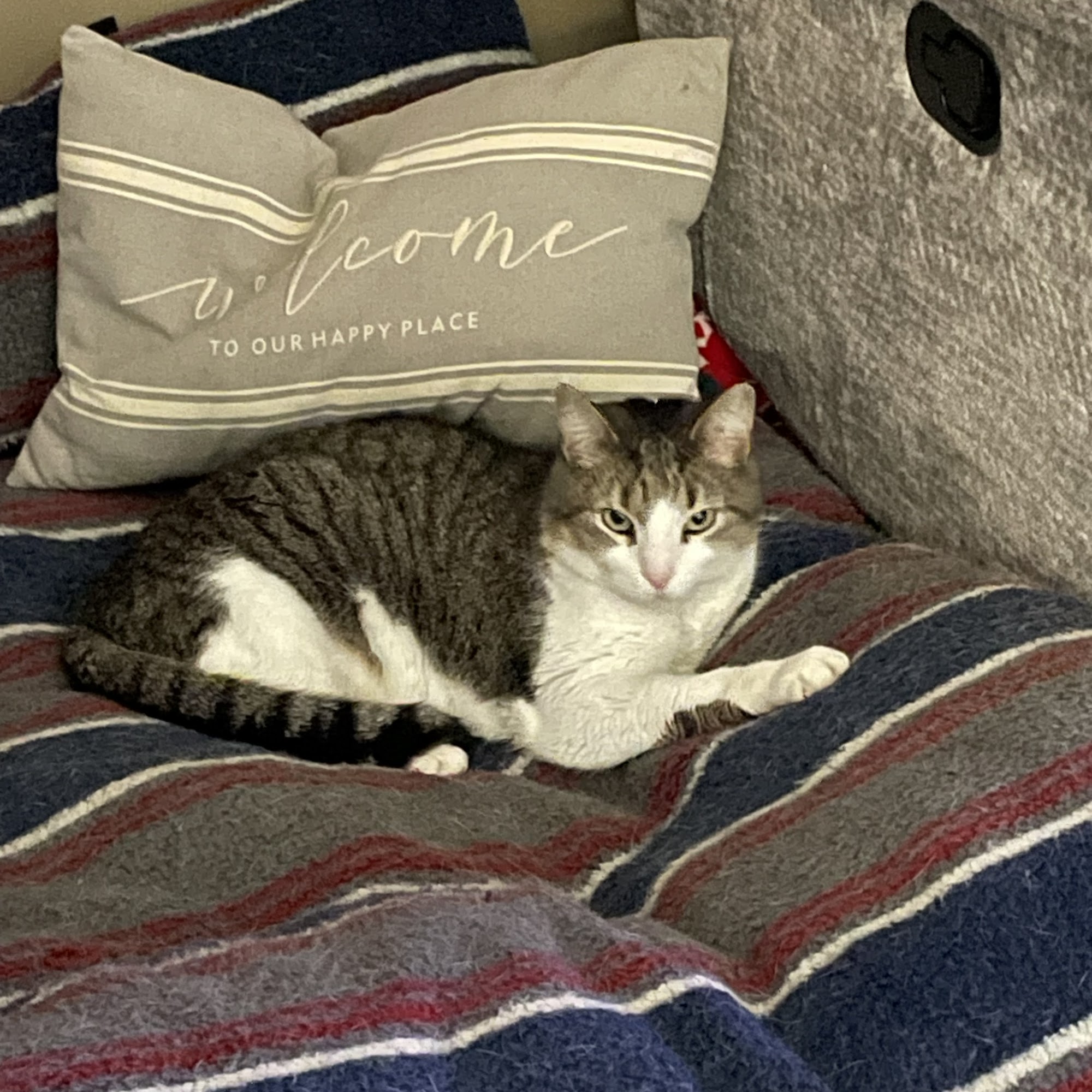 Booneville Veterinary Medical Center Booneville