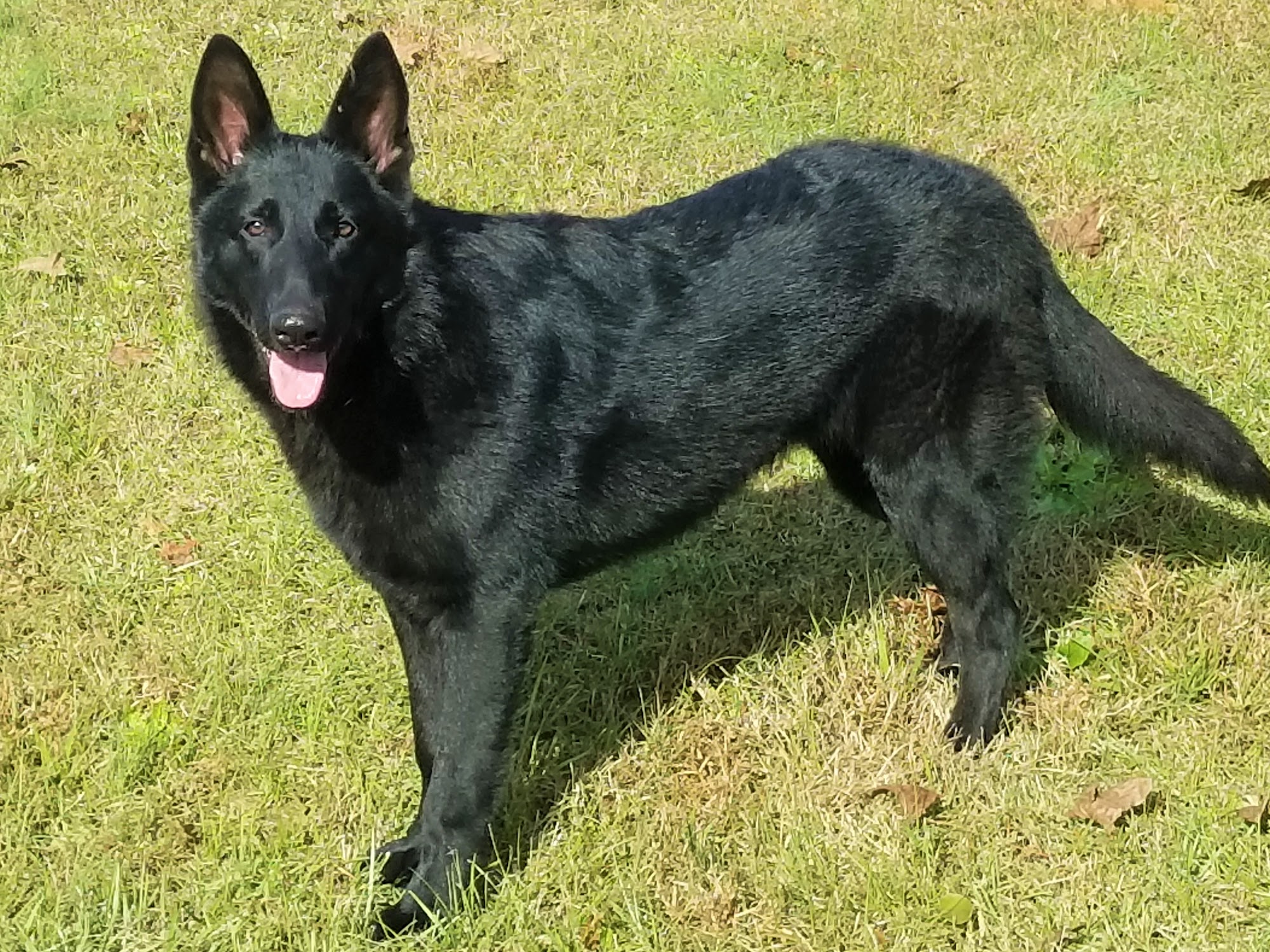 Von Godwinhaus Kennels Booneville