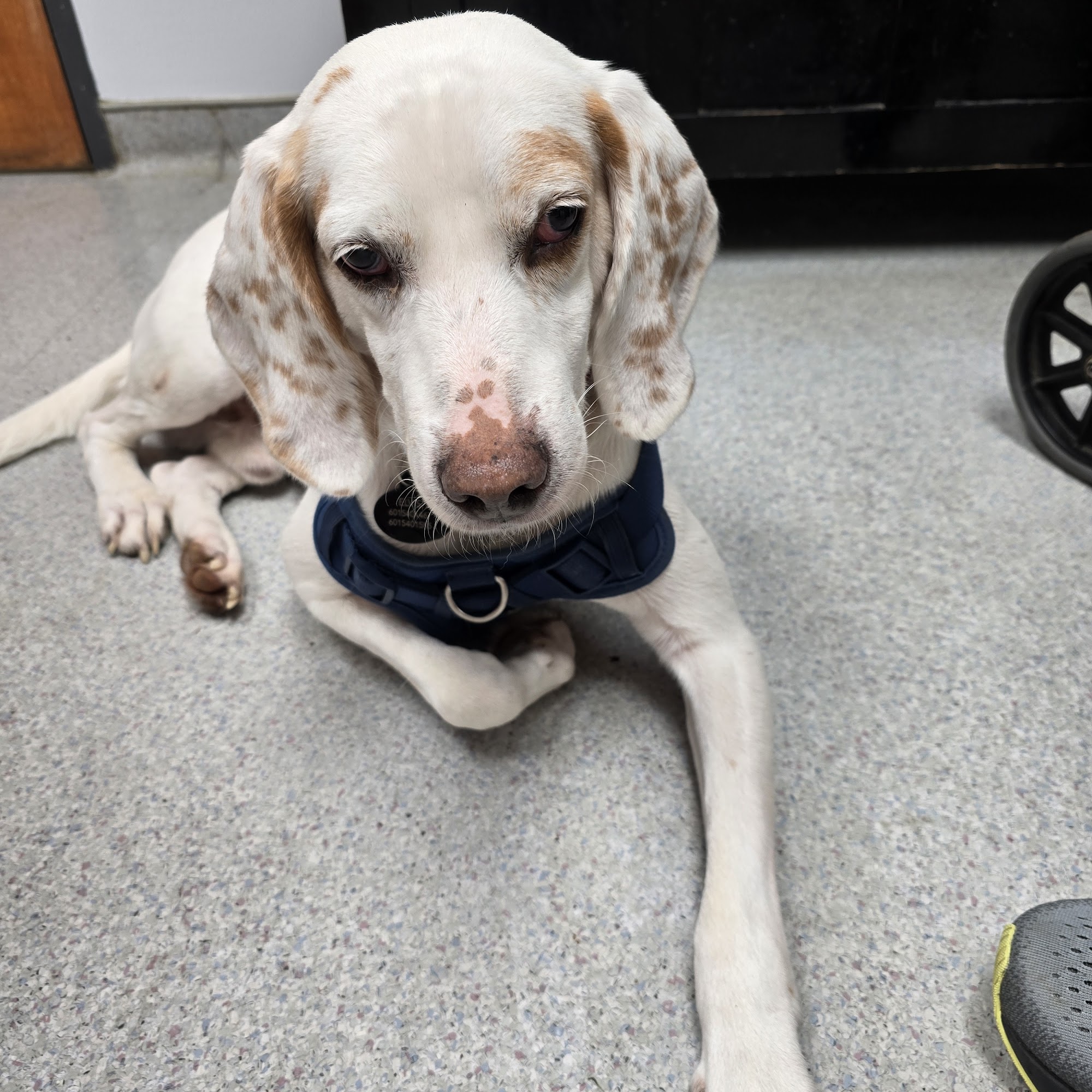 Brandon Animal Hospital Brandon