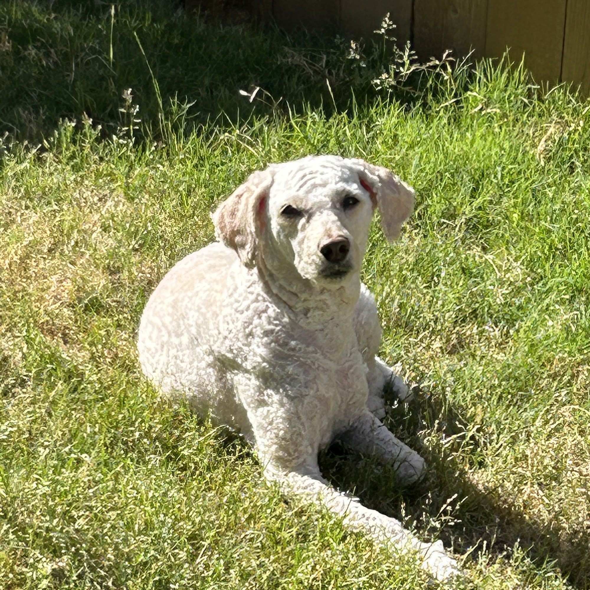 Animal Medical Hospital Brandon