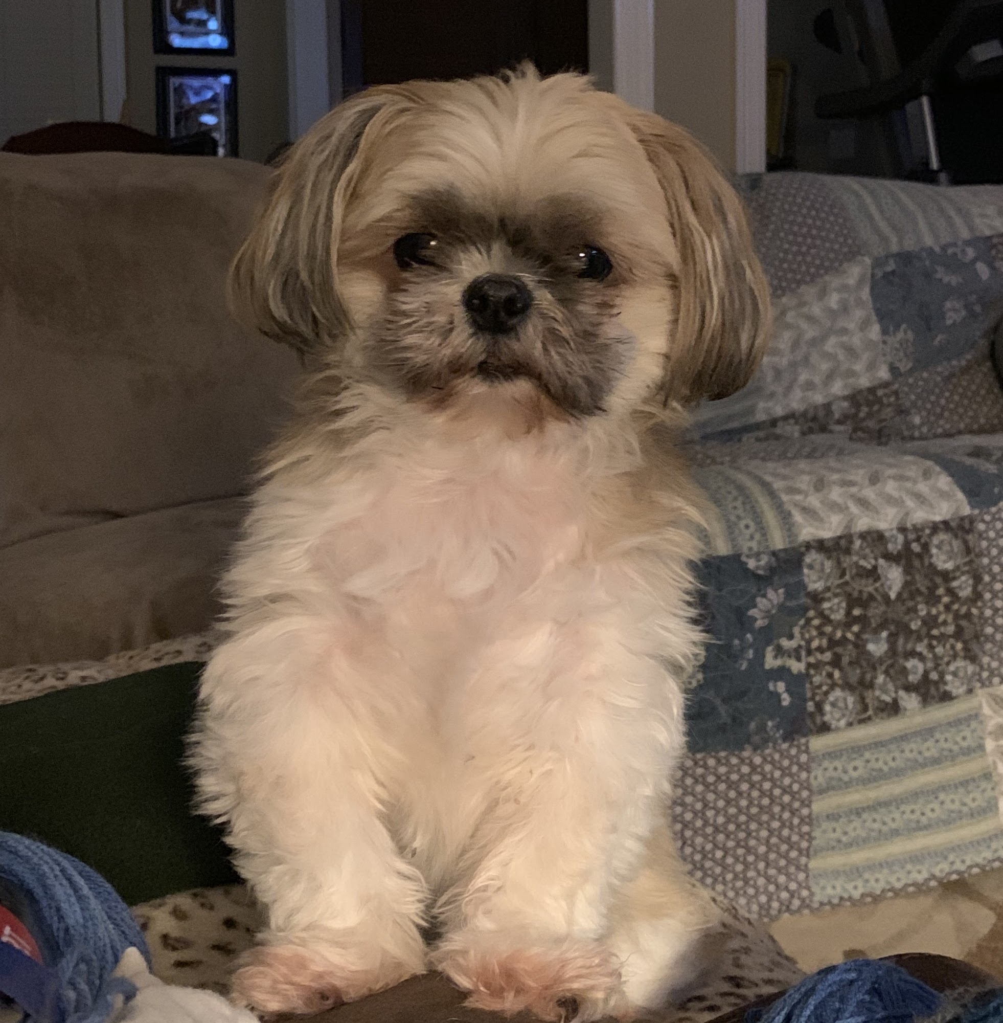 Brandon Veterinary Clinic Brandon