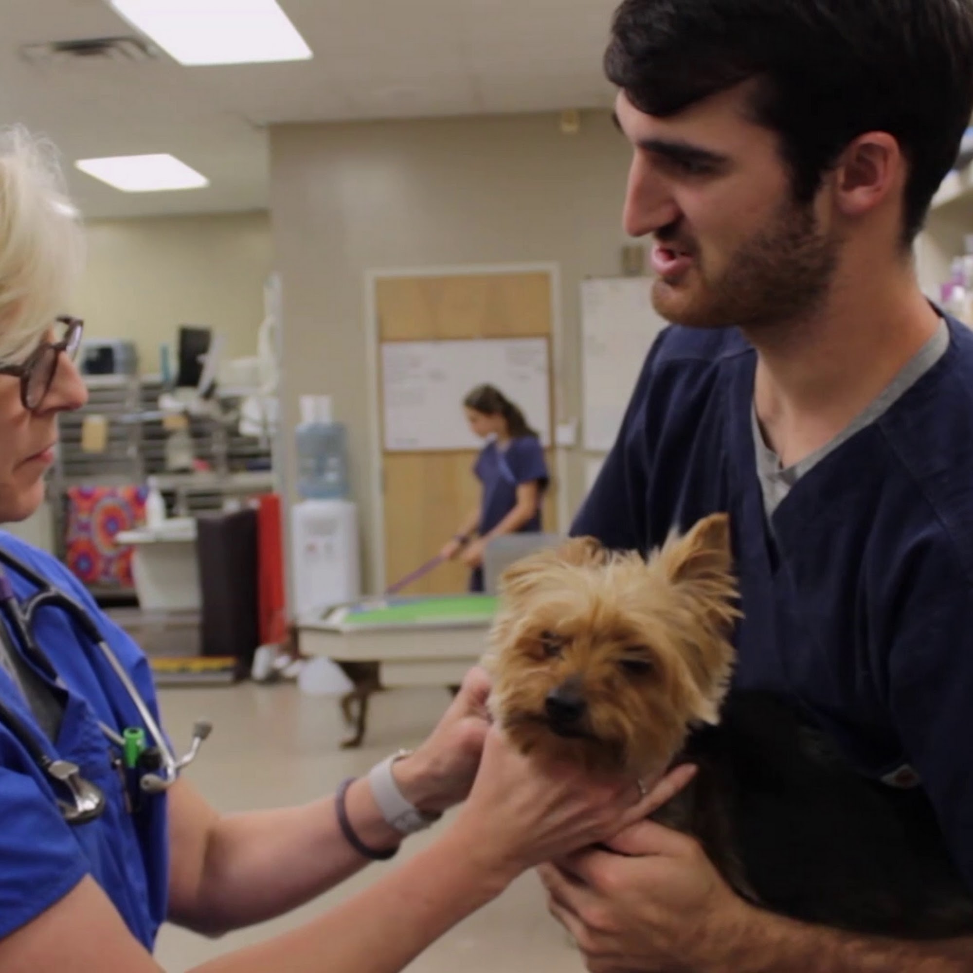 Oakdale Animal Hospital: Reservoir, MS Sullivan William C DVM Brandon