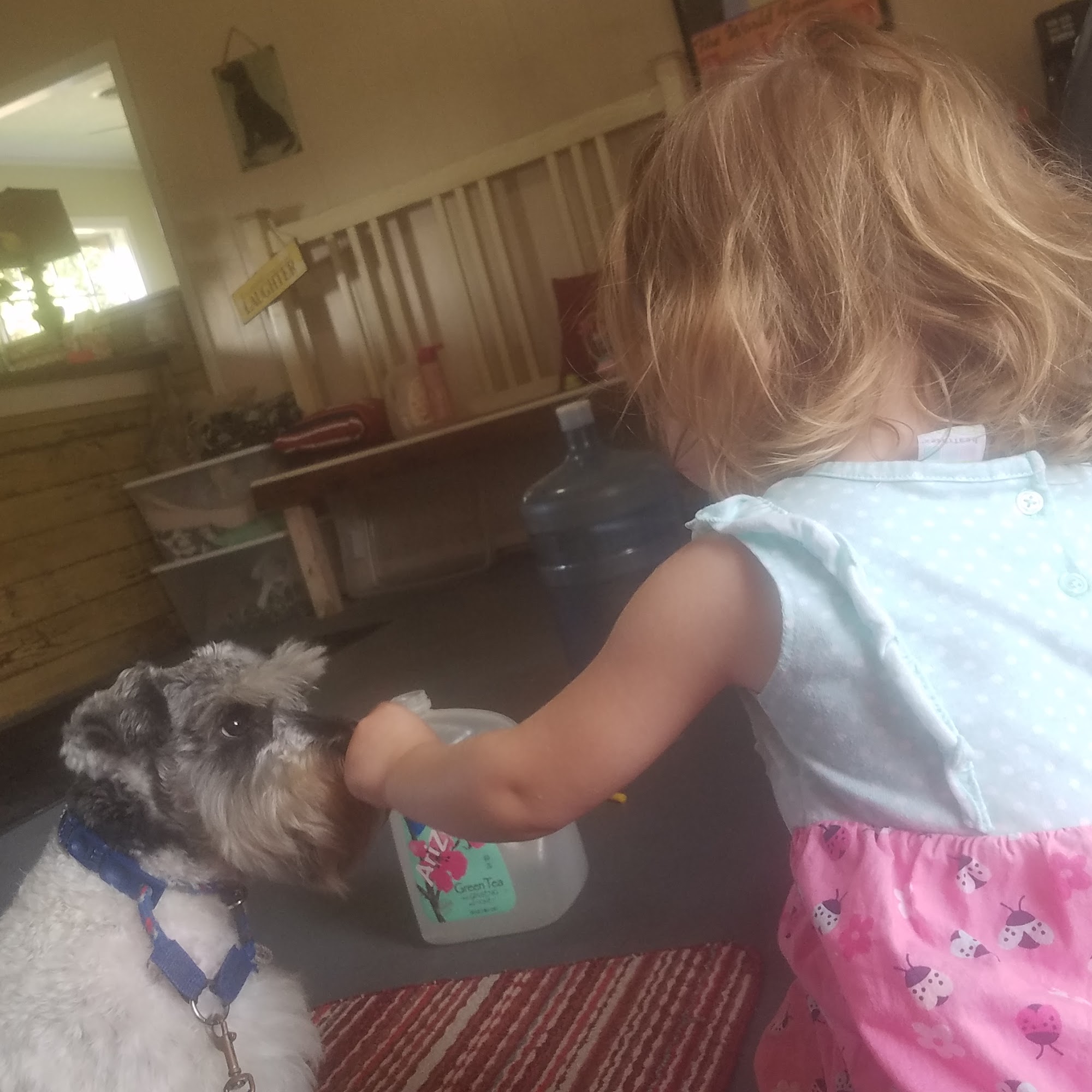 Pet Haven LLC Brandon