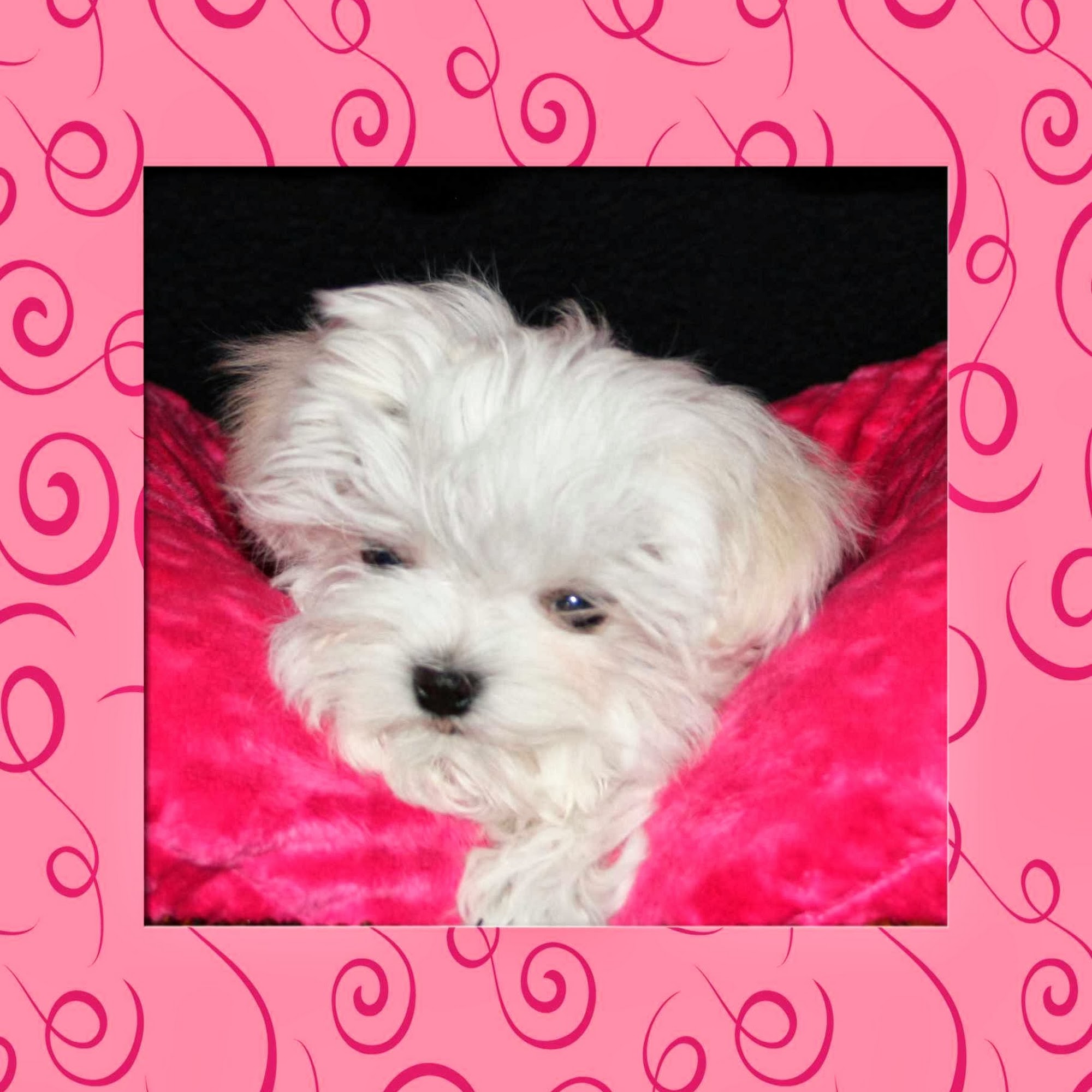 Moonlight Maltese Brandon