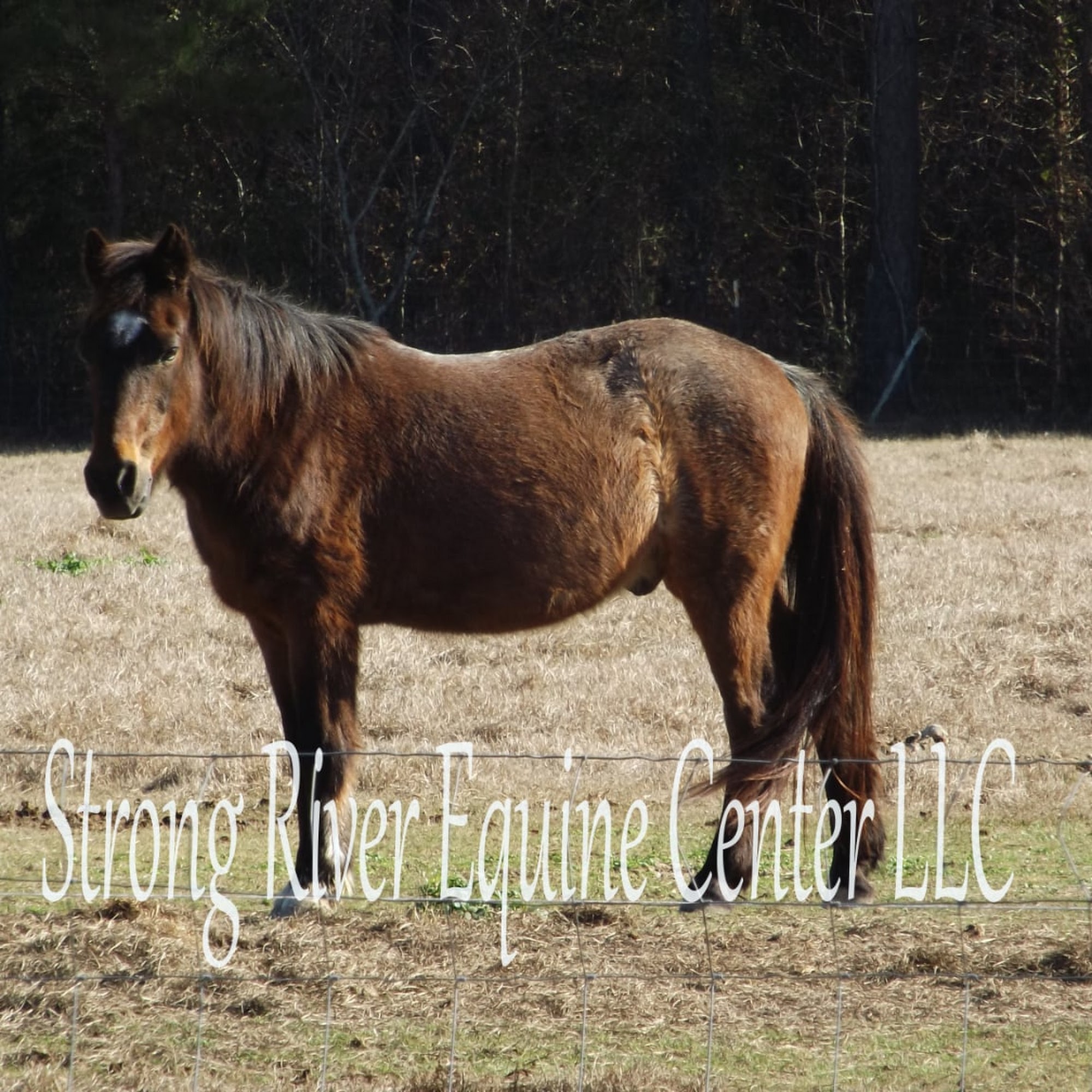 Strong River Equine Brandon