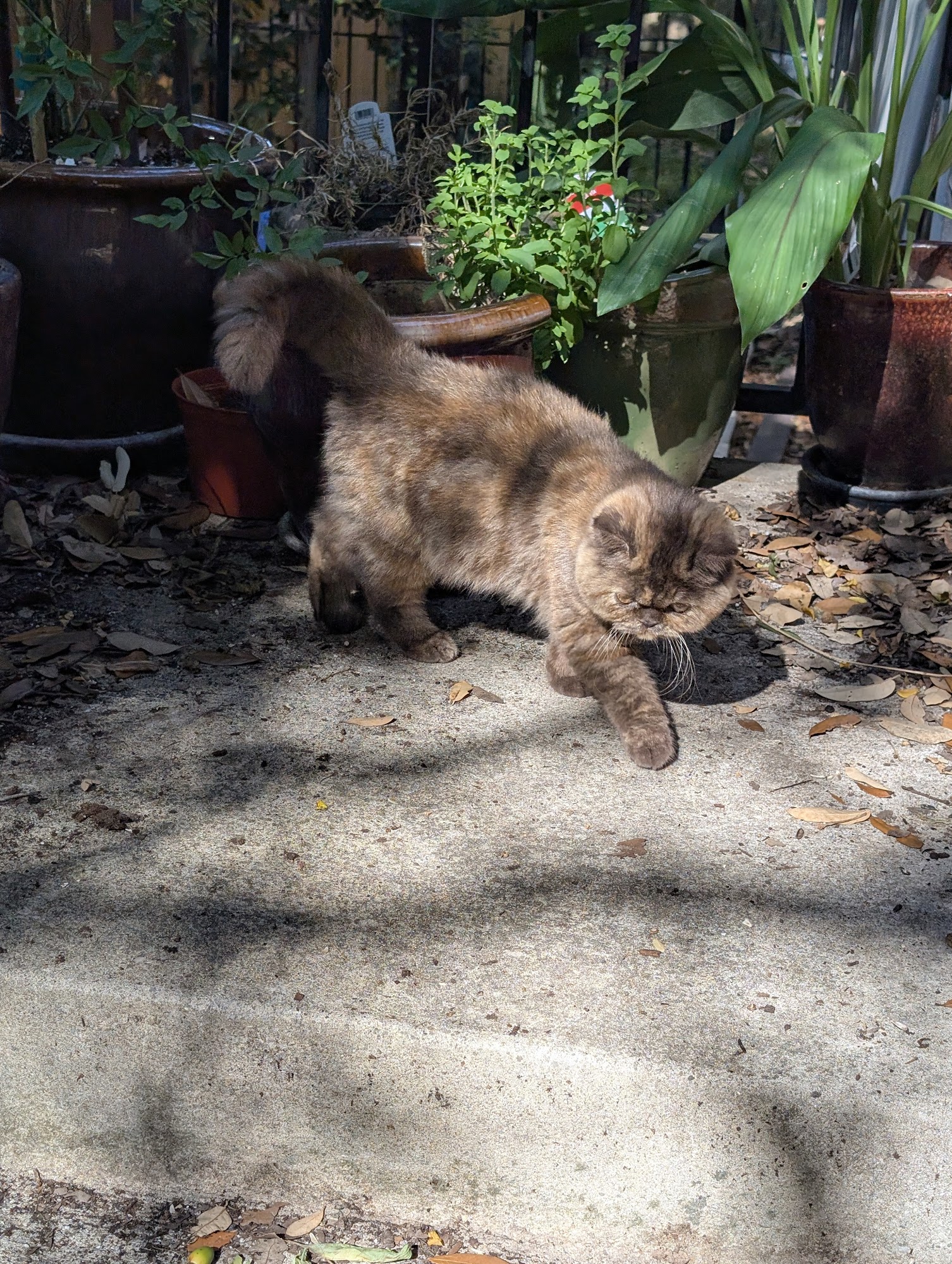 Southern Persians Brandon