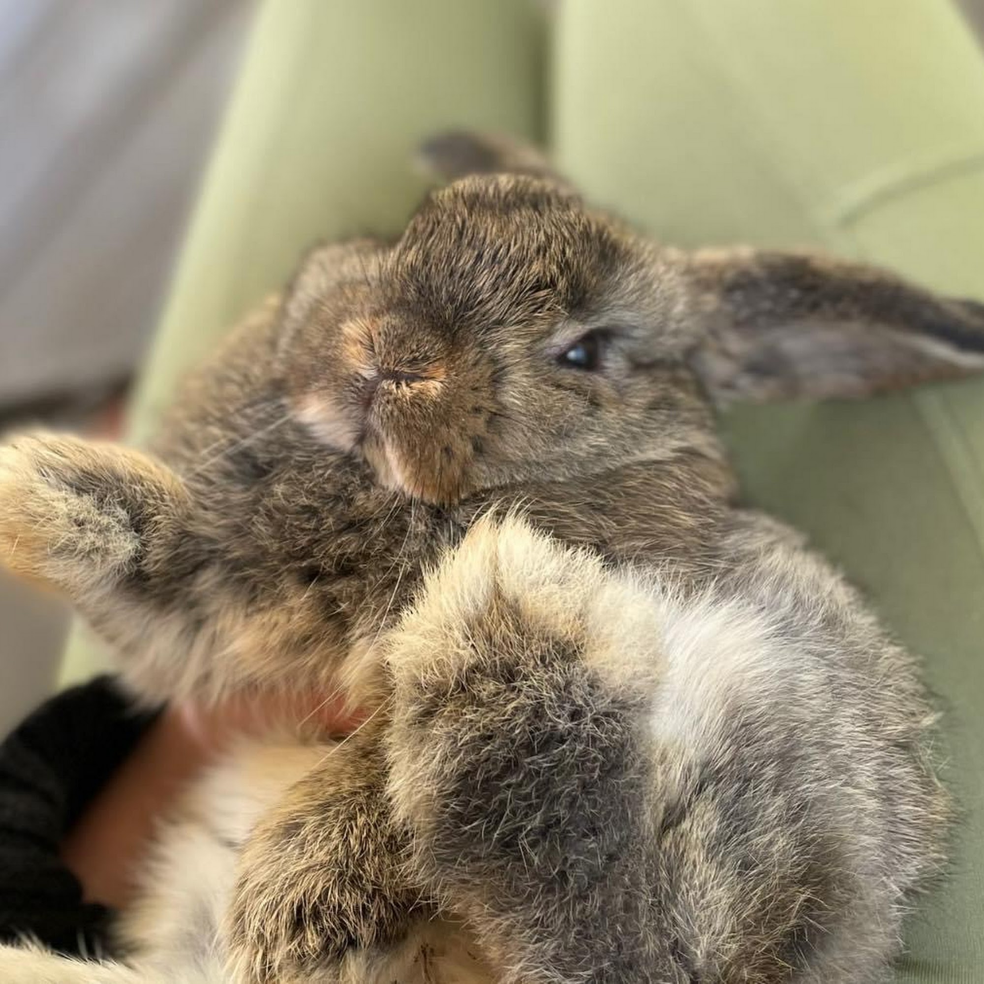 Animal Medical Center Brookhaven Mississippi Brookhaven