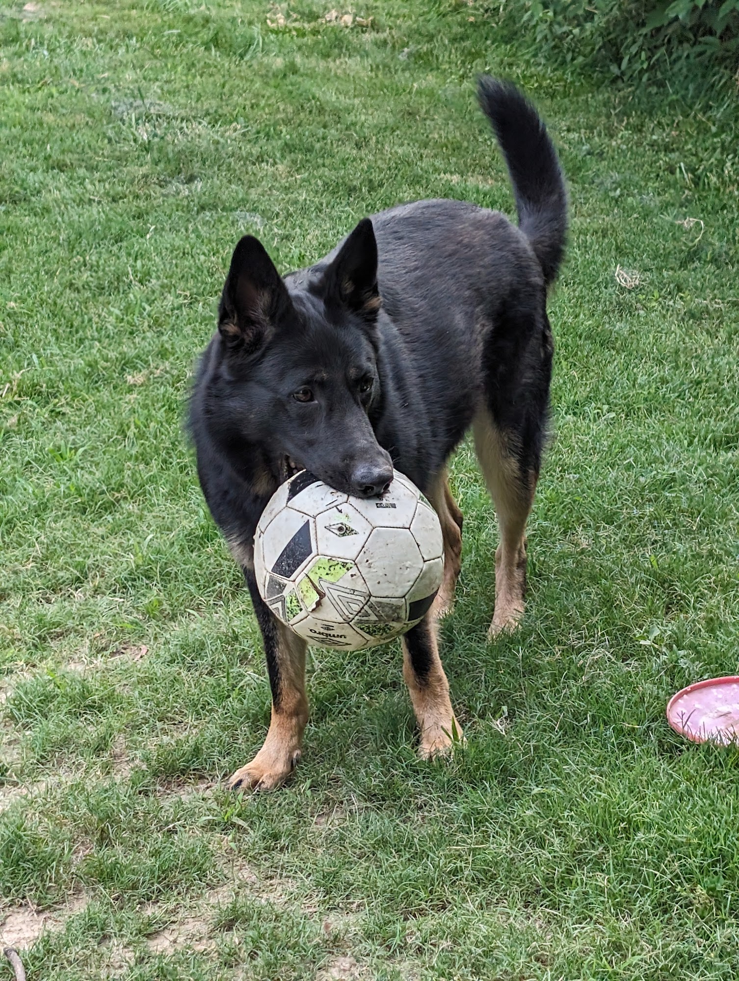 Pigeon Ridge German Shepherds Byhalia