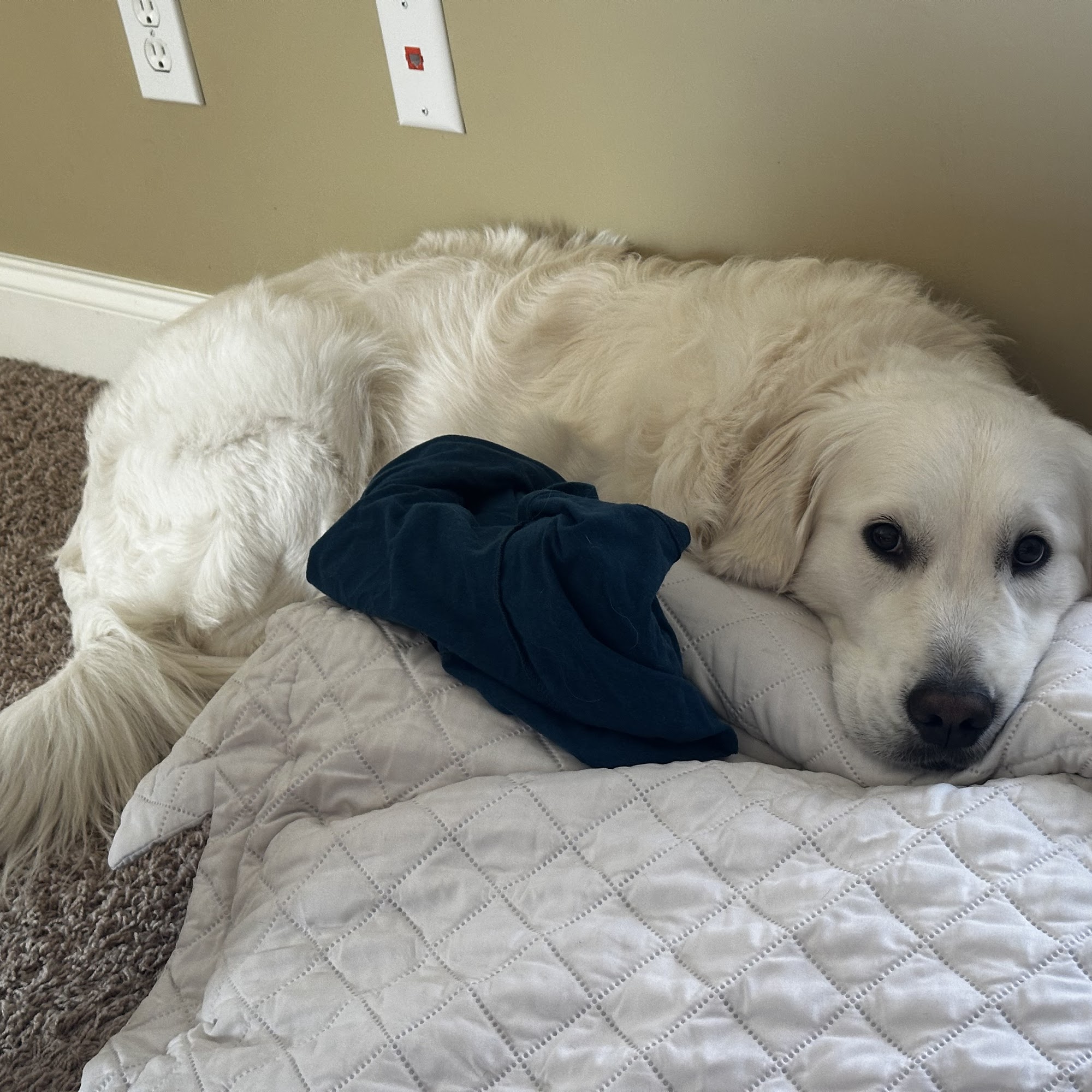 Canton Animal Hospital Canton