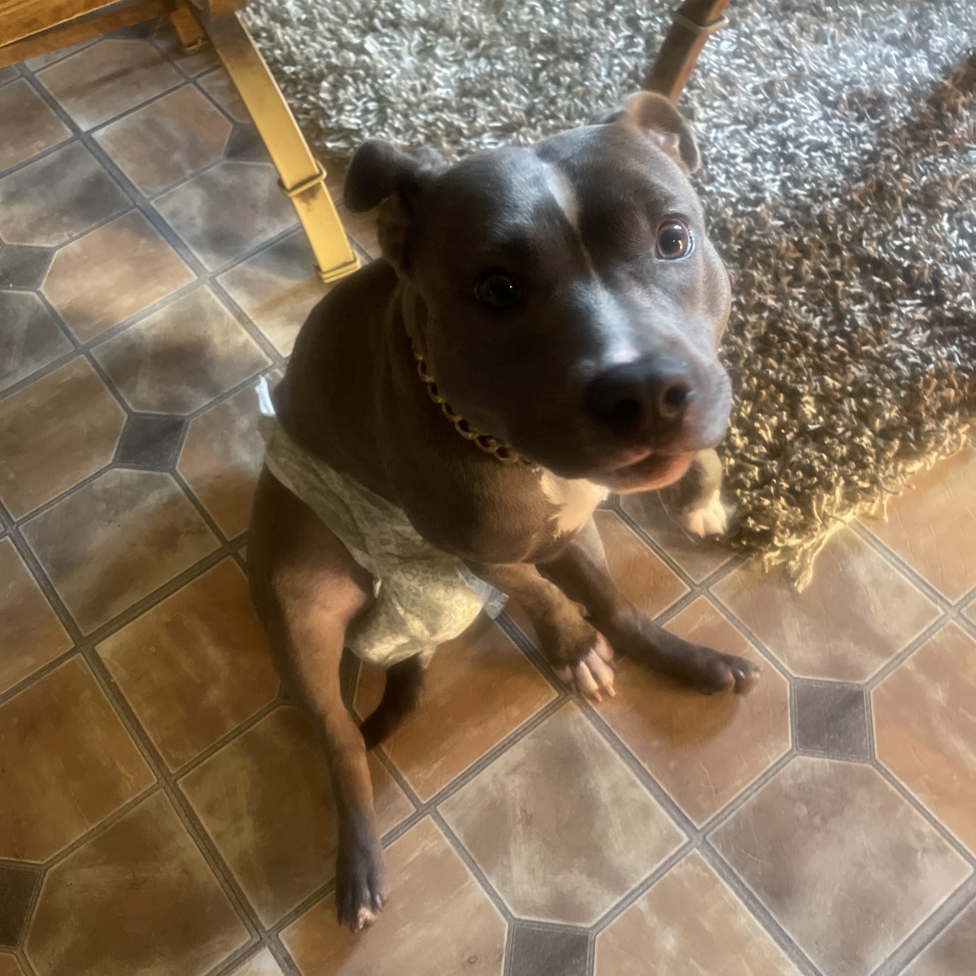 Gates & Gates Veterinary Hospital Clarksdale