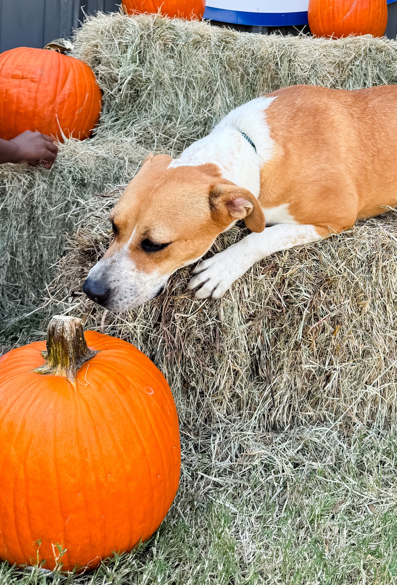 CARES Clarksdale Animal Shelter Clarksdale