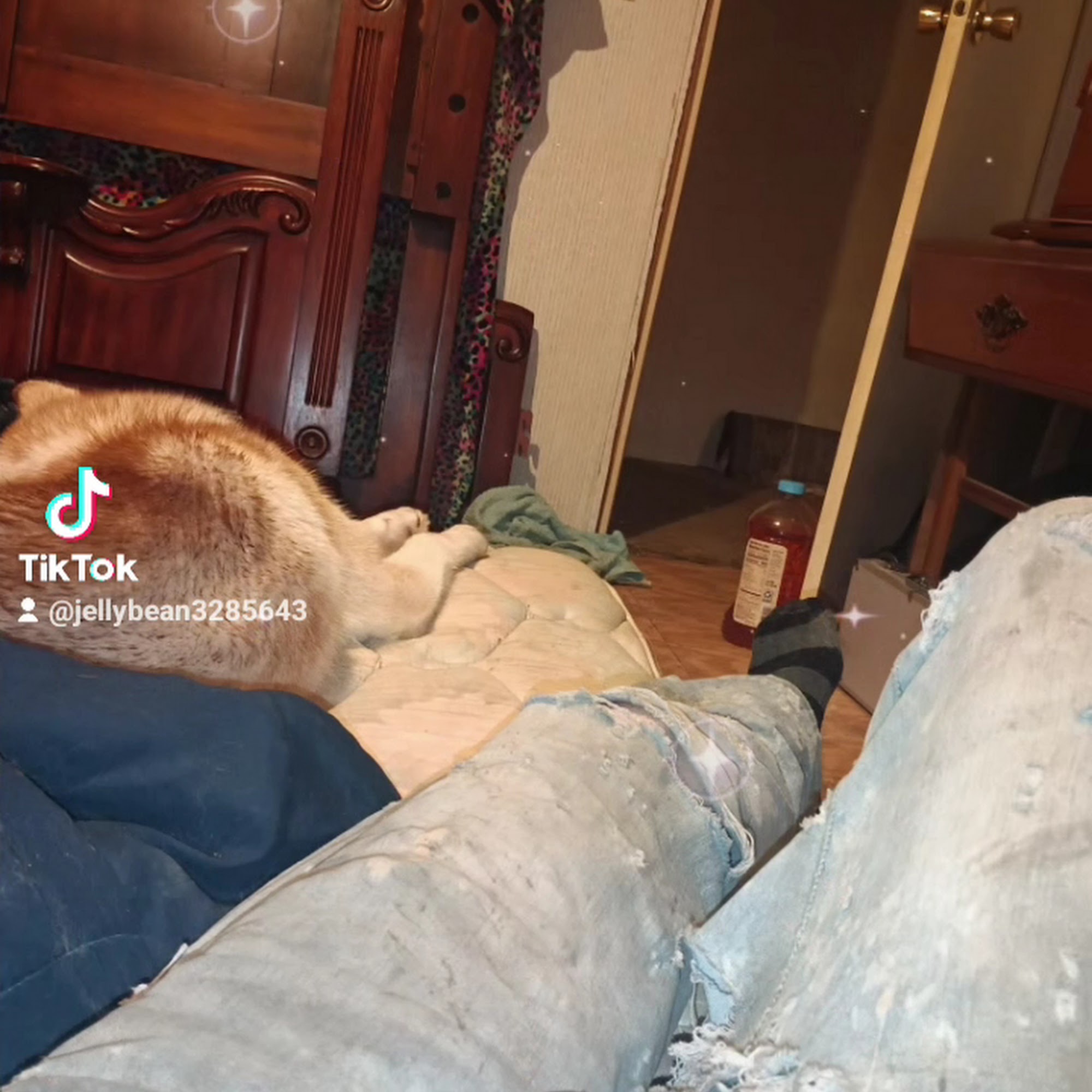 Animal Medical Clinic Cleveland