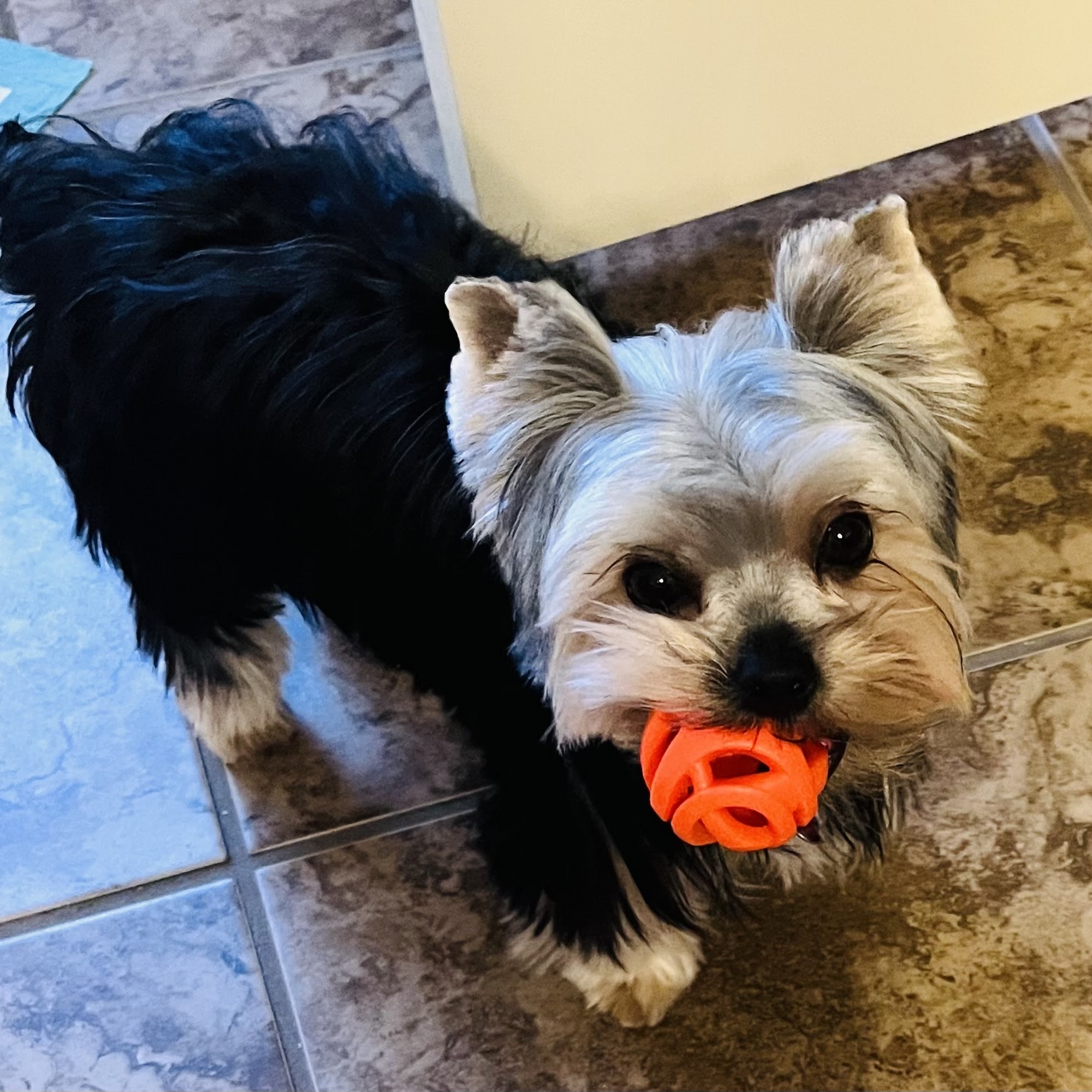 Best Friends Animal Hospital Columbus