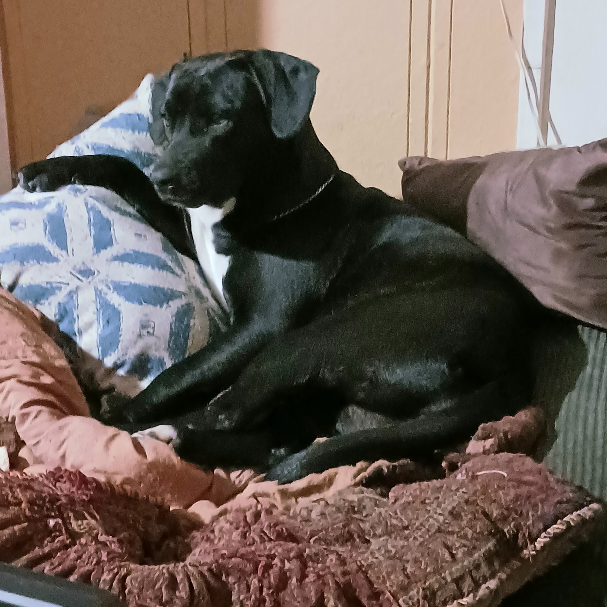 Animal Medical Center East Columbus