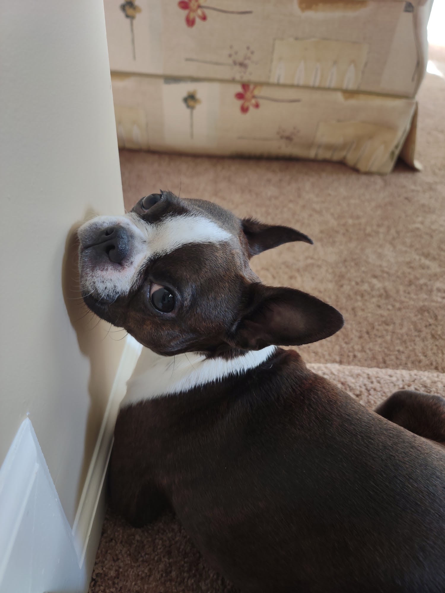 Animal Medical Center East Columbus