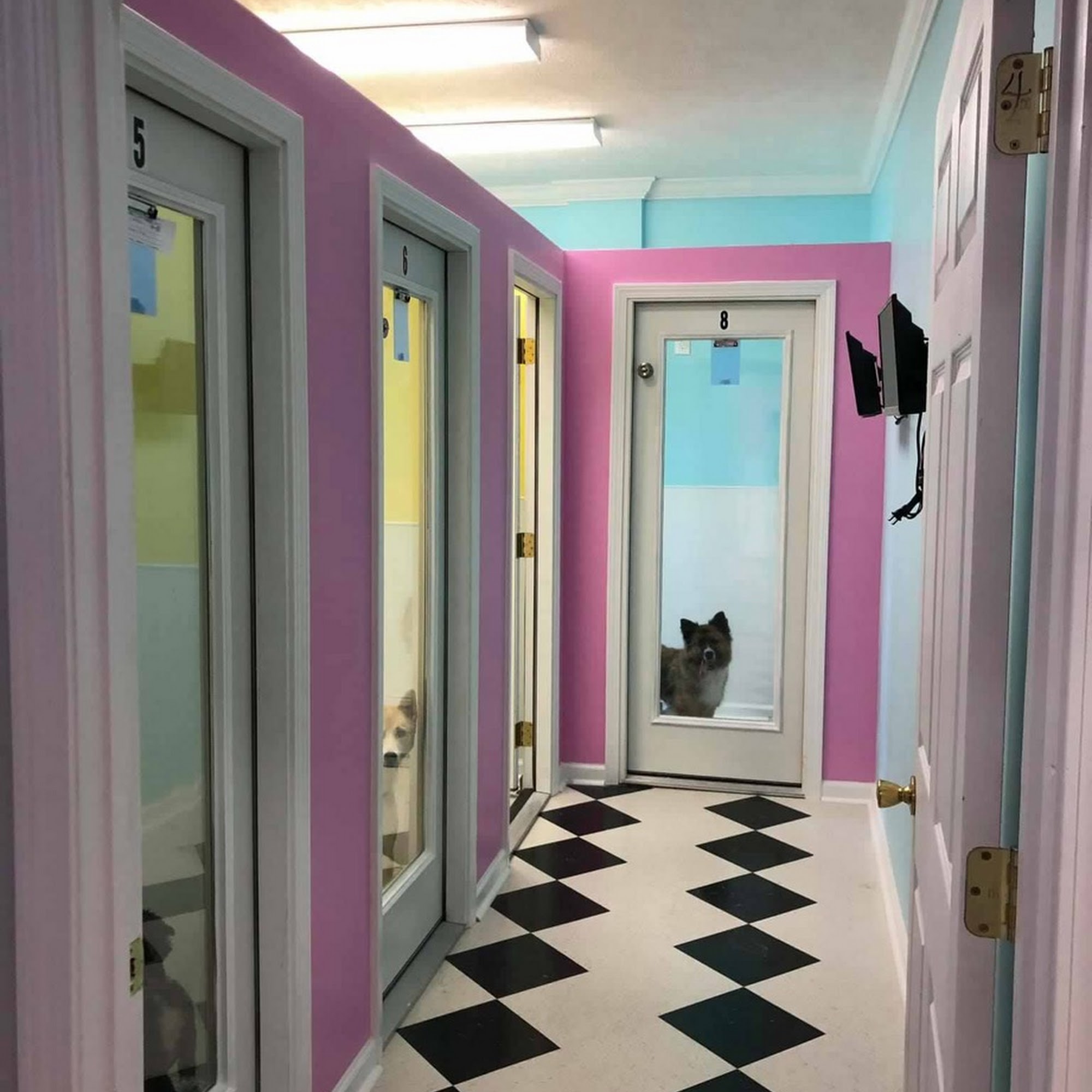 BJ's Dog Grooming Columbus