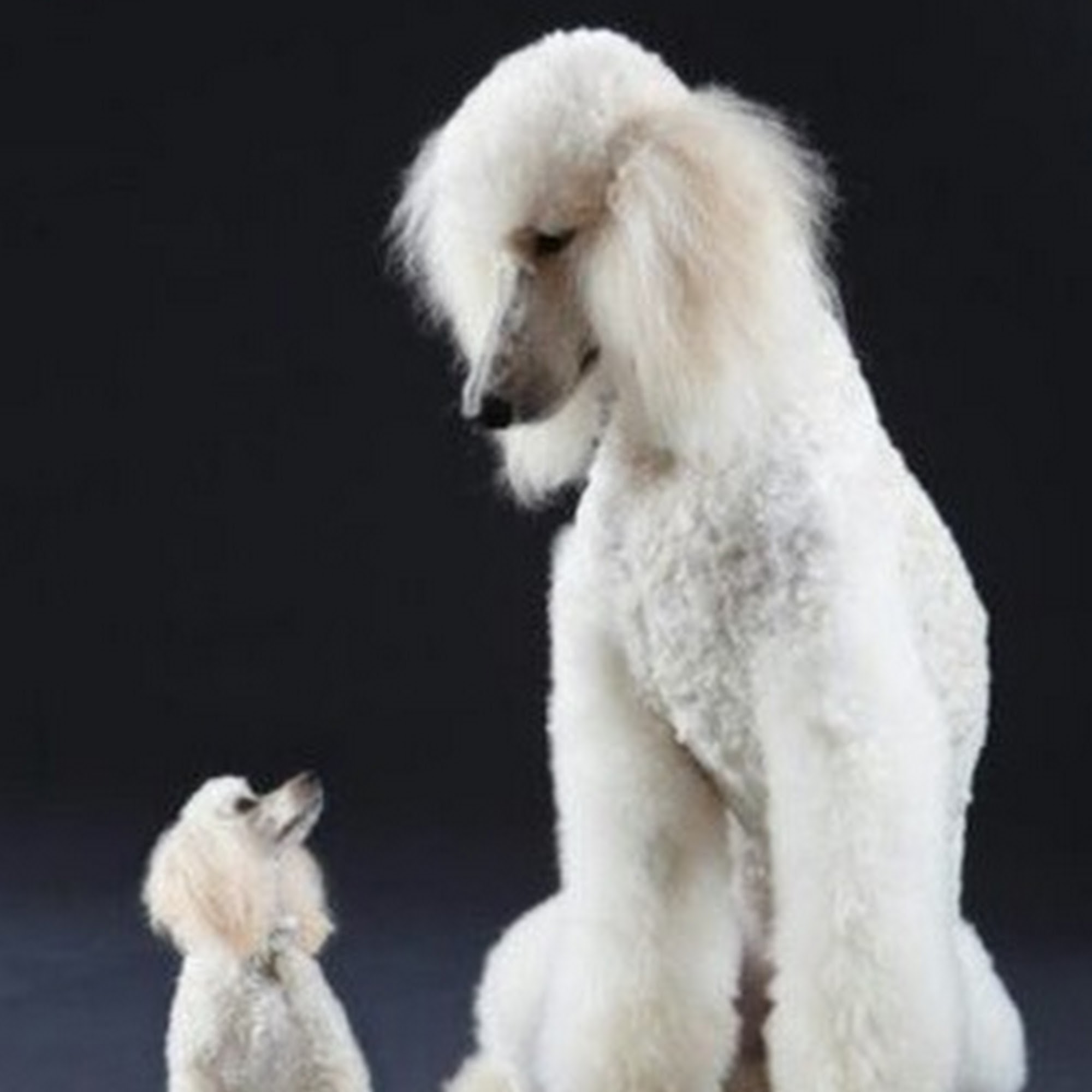 Muddy Paws Grooming & Boarding Columbus