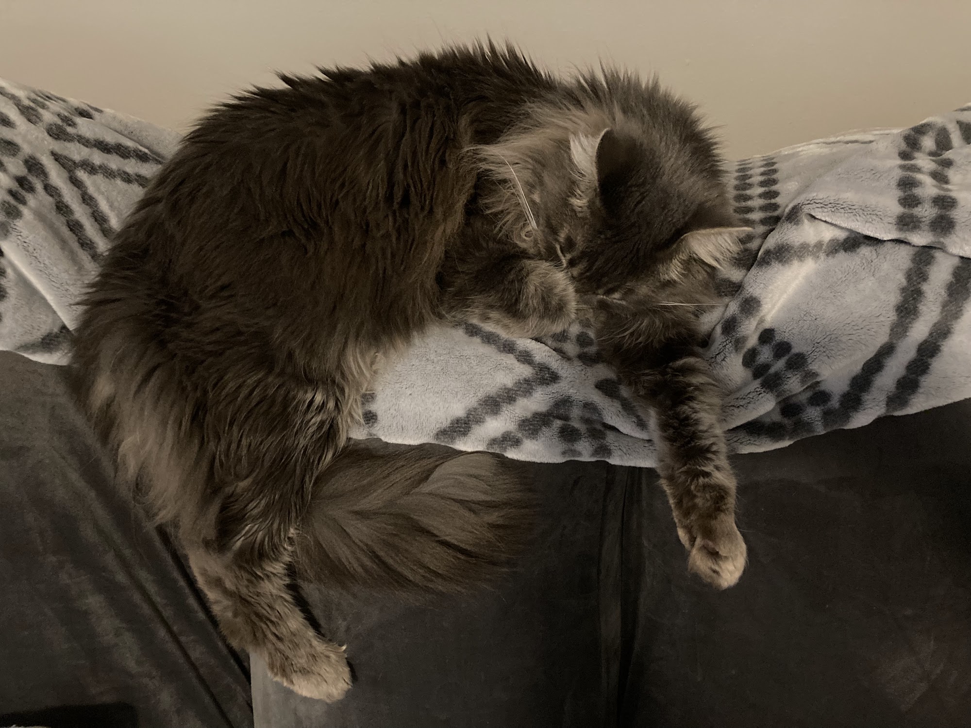 Vet Med of Corinth Corinth