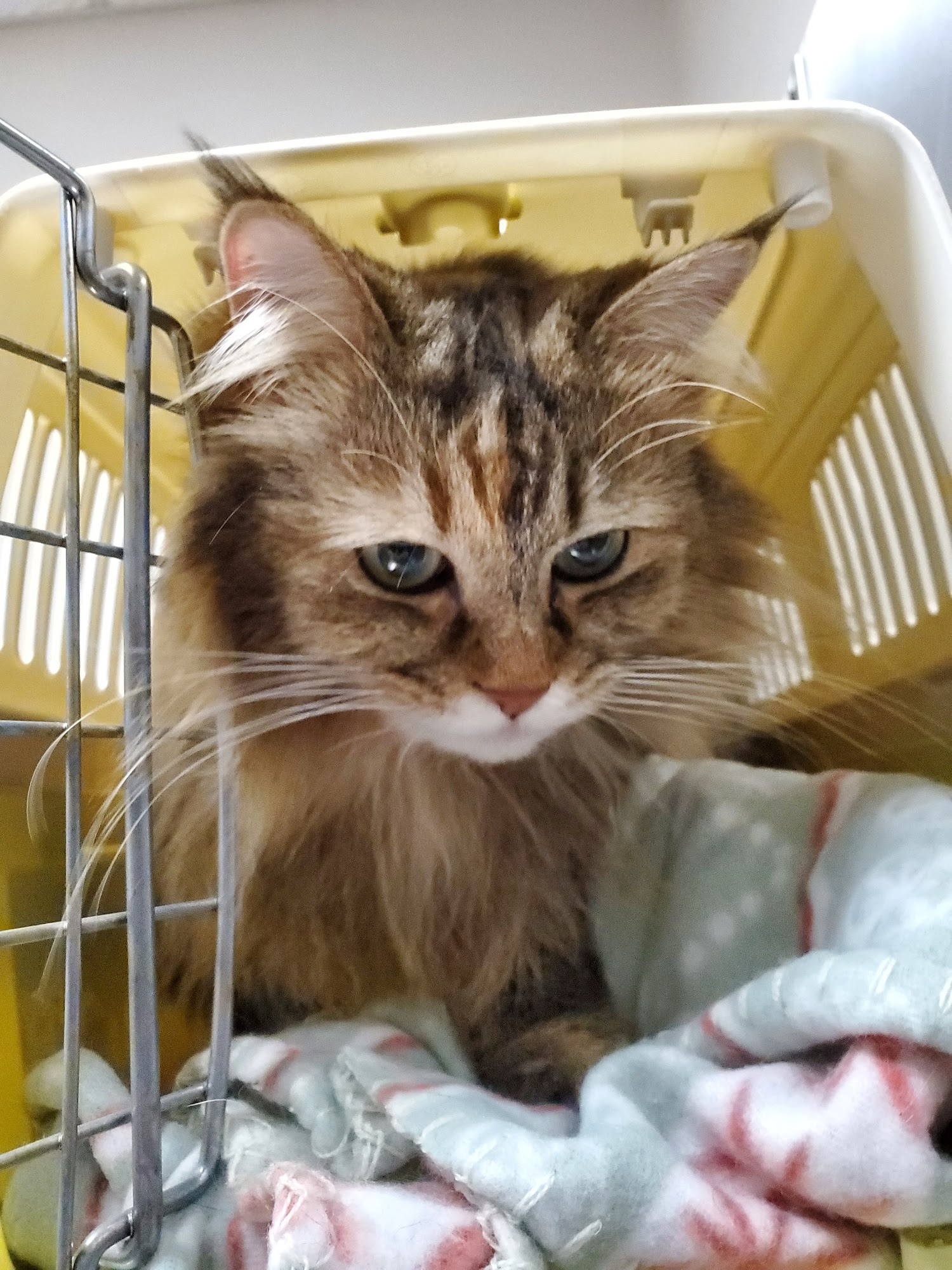 Corinth Animal Care Center Corinth