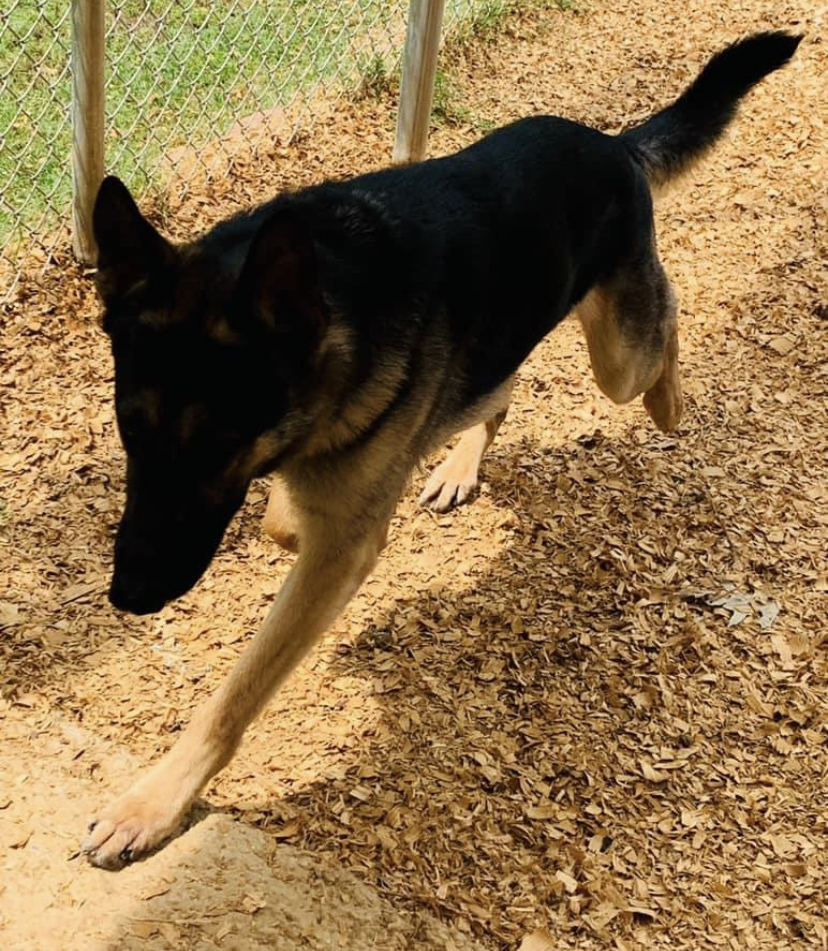 Pet Resort Boarding, LLC Corinth