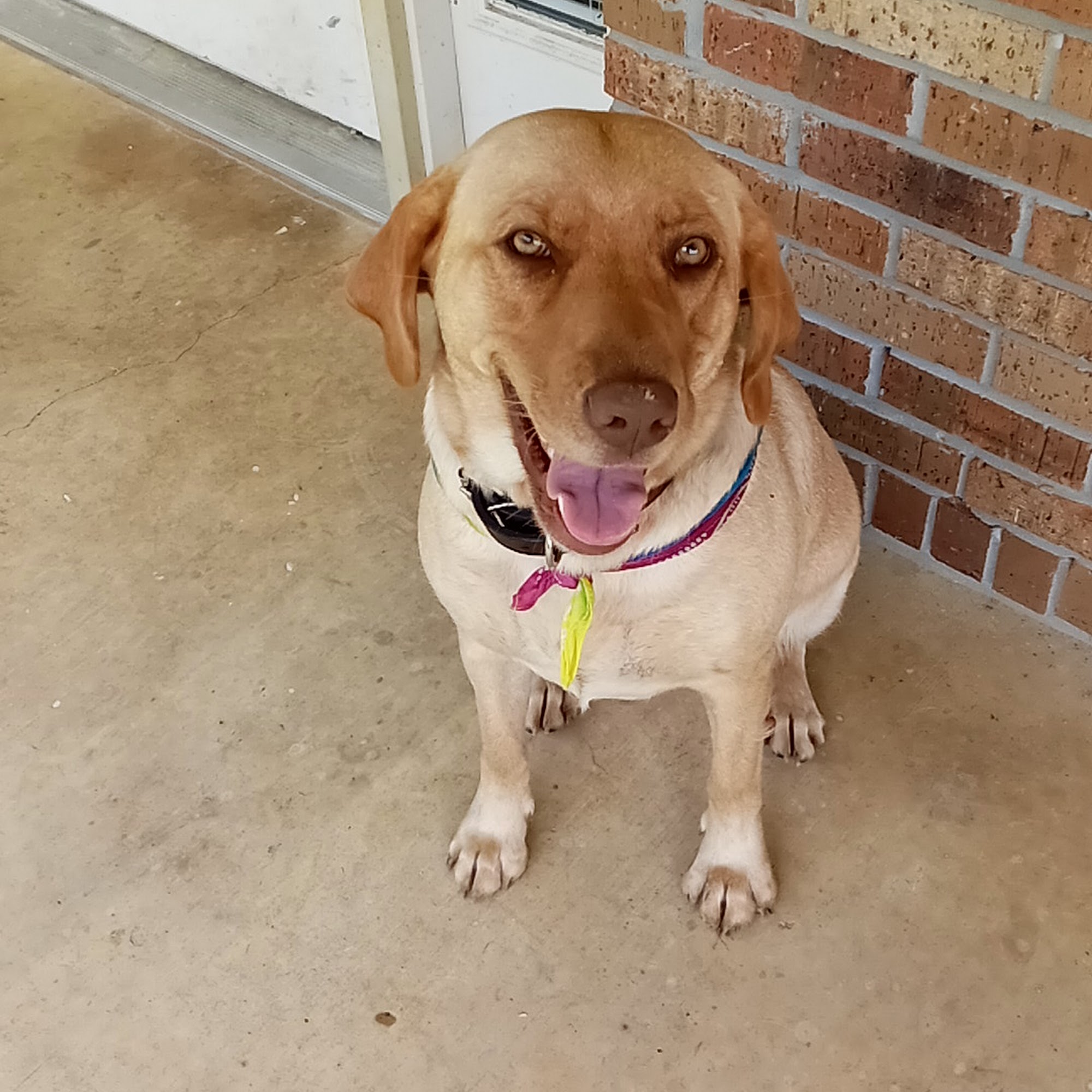 Eastbrook Pet Hospital Corinth