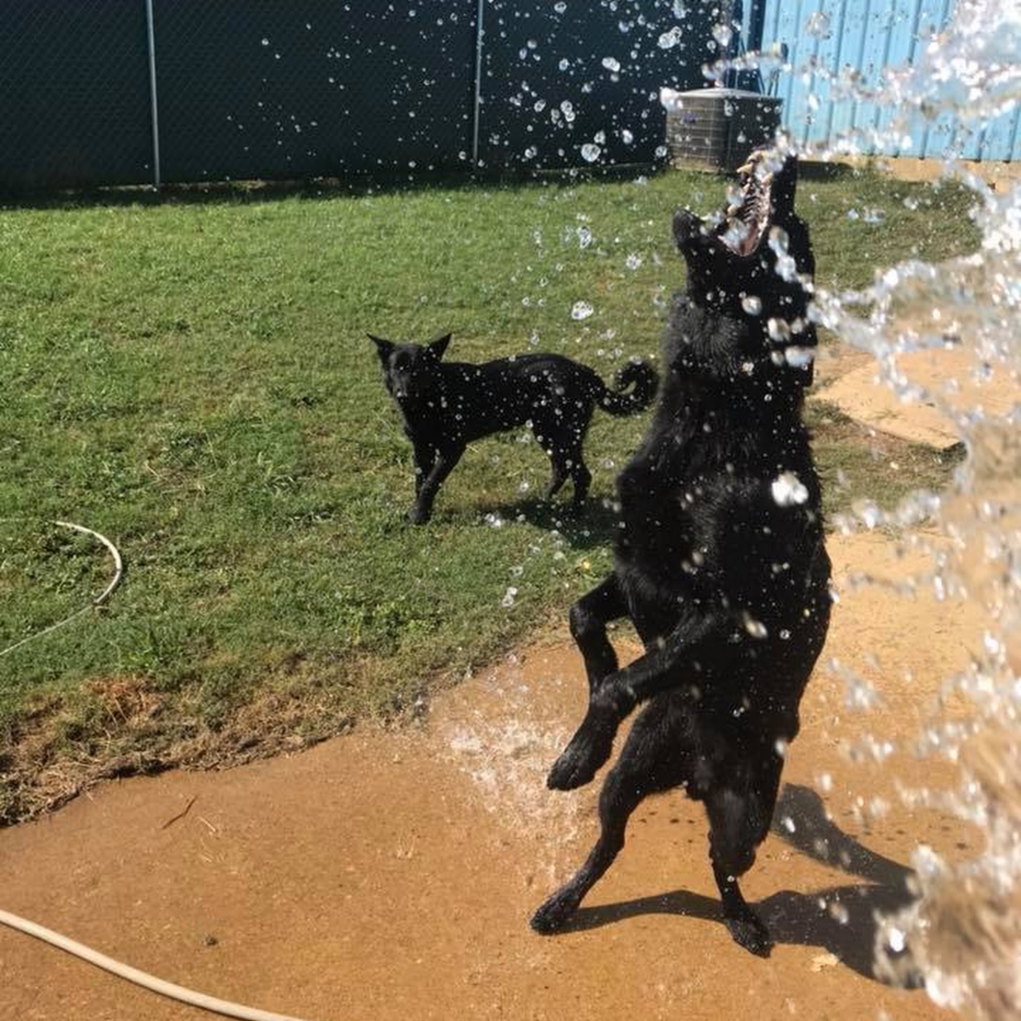 Doc's Doggie Daycare & Boarding Corinth