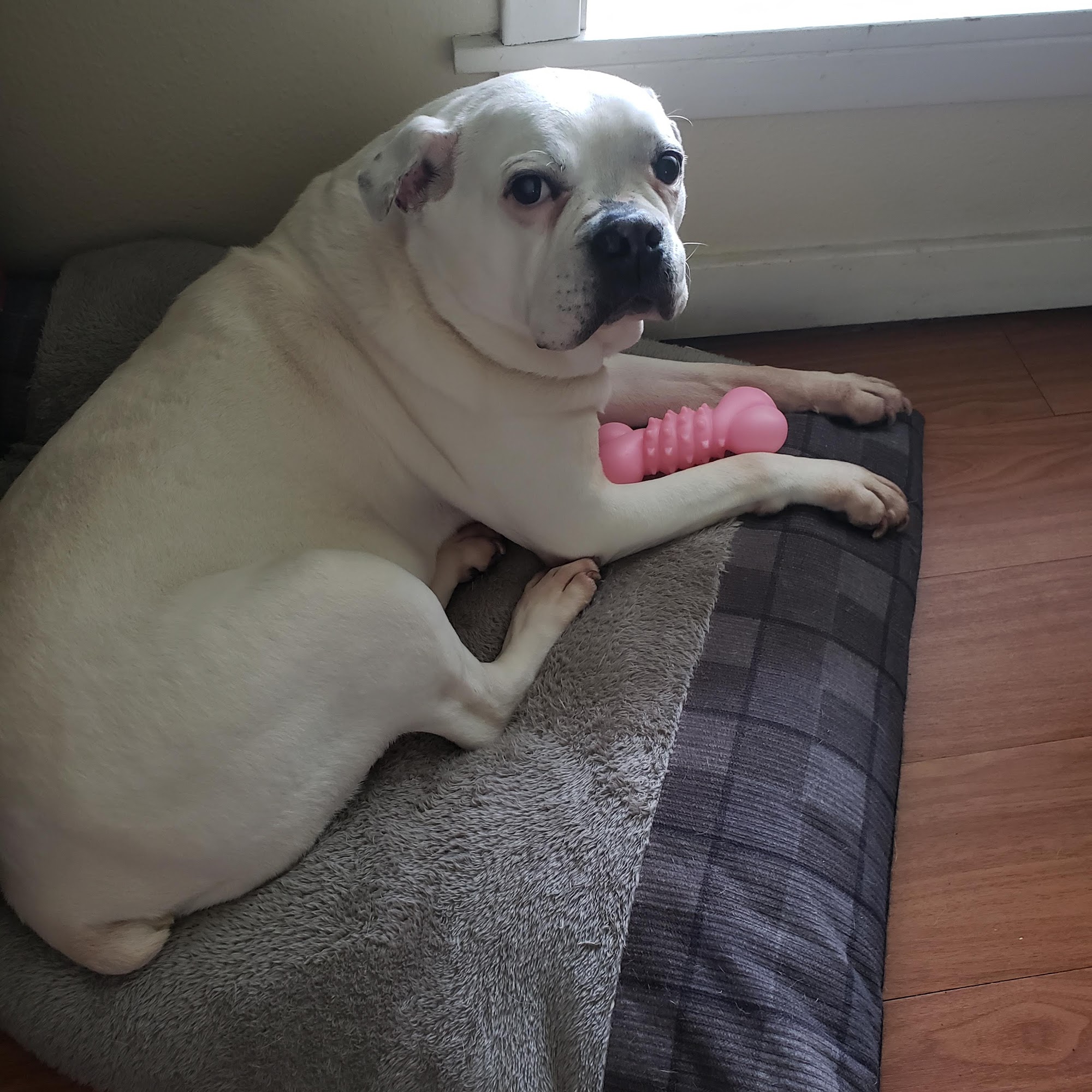 DR. BECKEY HOLIFIELD, BIO Crystal Springs