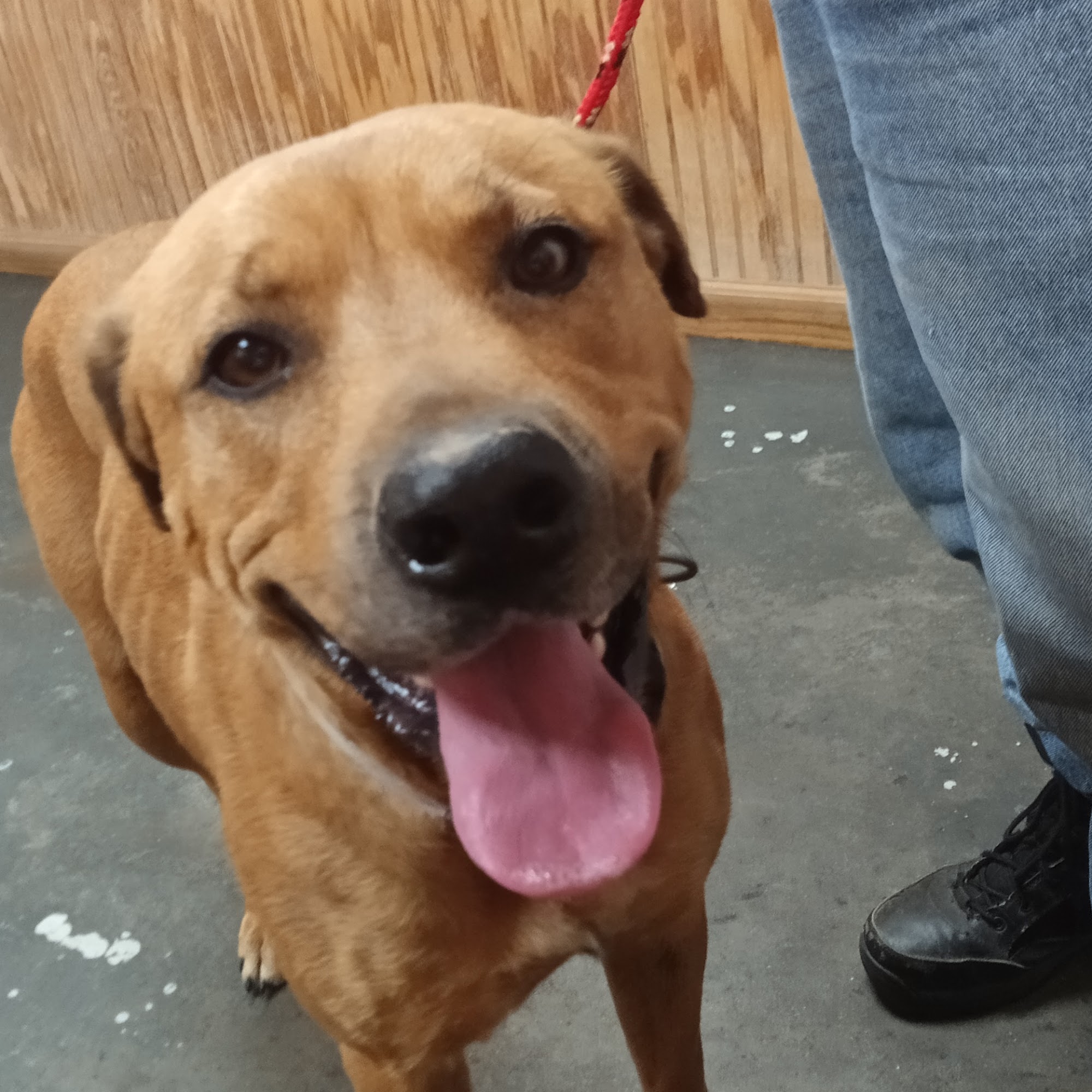 All About Animals Vet Clinic Crystal Springs