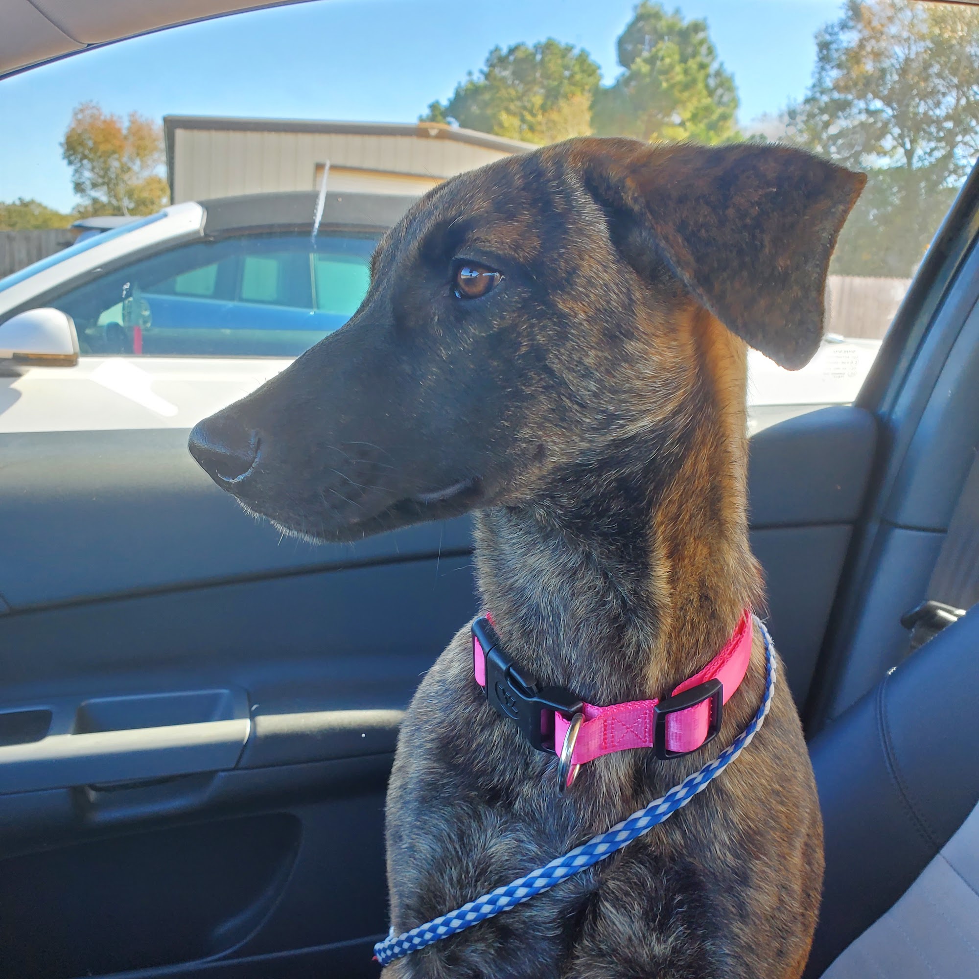 Copiah Animal Shelter Crystal Springs