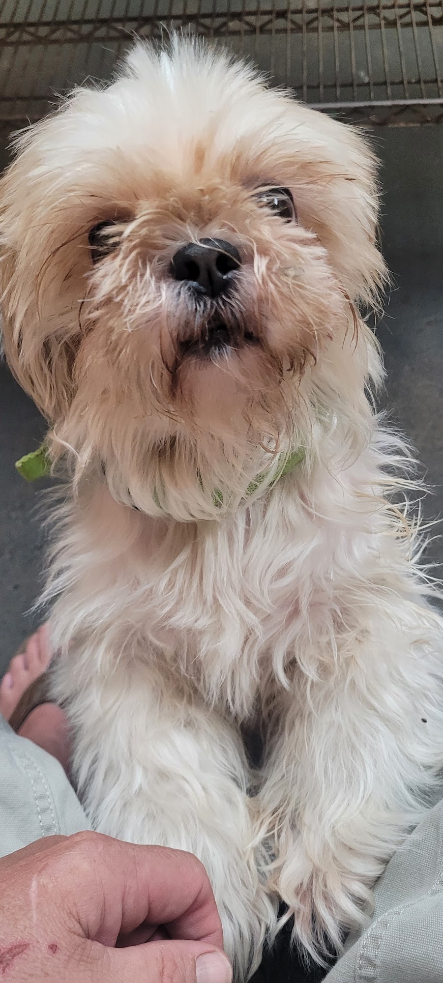 Copiah Animal Shelter Crystal Springs