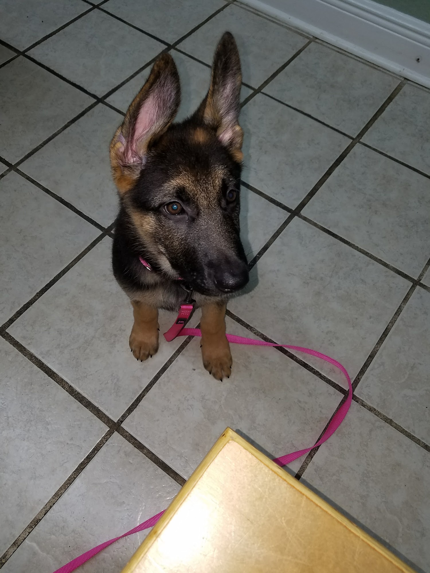 River Bend Veterinary Hospital Diamondhead