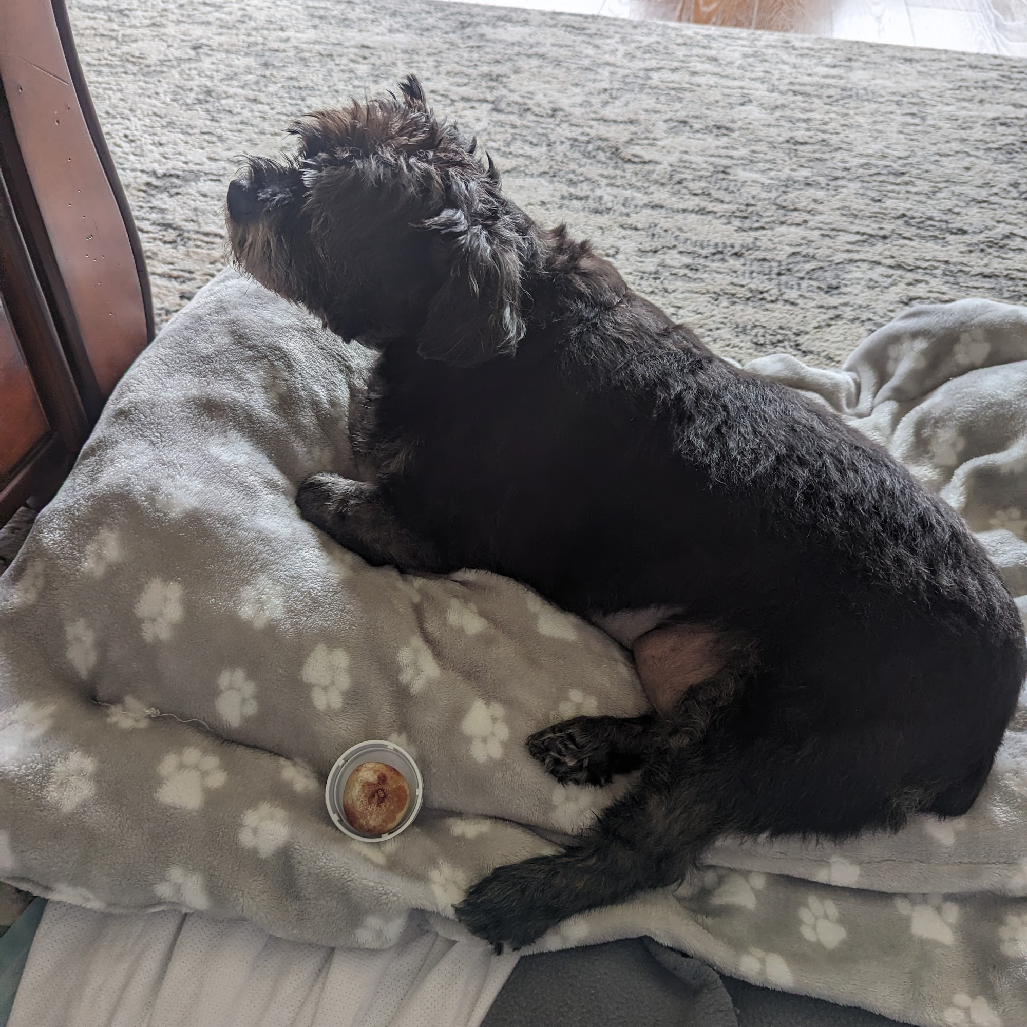 Dr. Jennifer Ladnier, DVM Diamondhead