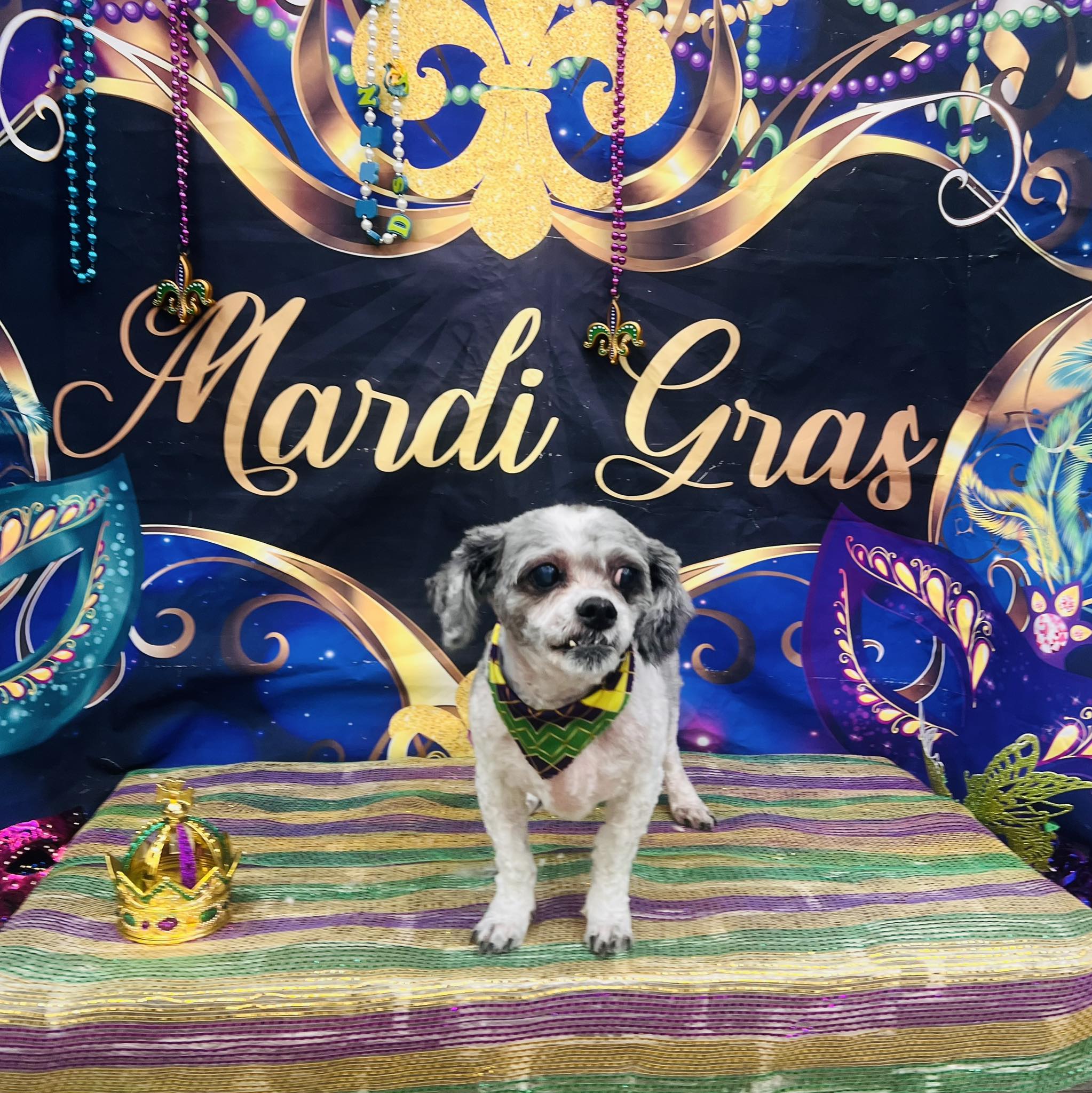 Sassy N Classy Paws LLC Diamondhead