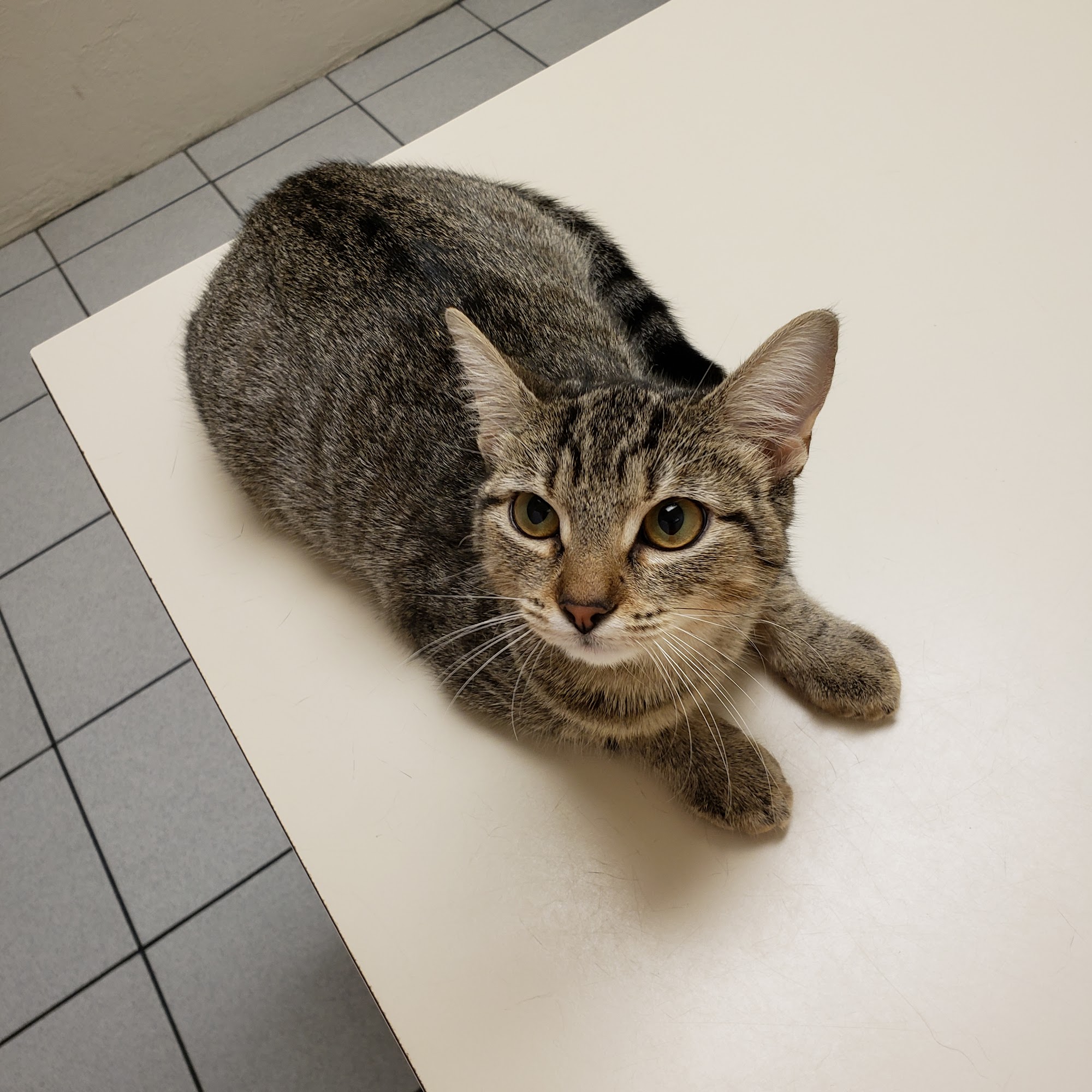 D'Iberville Veterinary Hospital D'Iberville