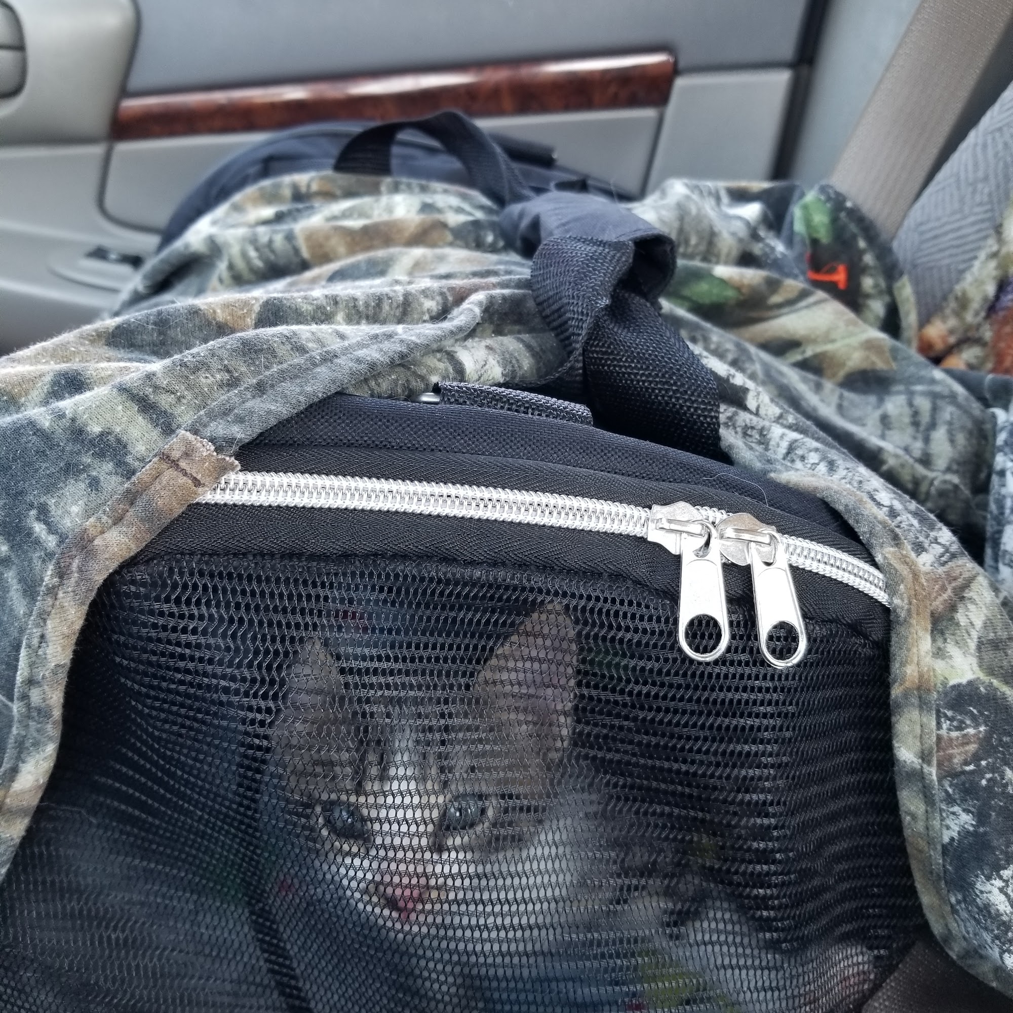 Flora Animal Hospital Flora