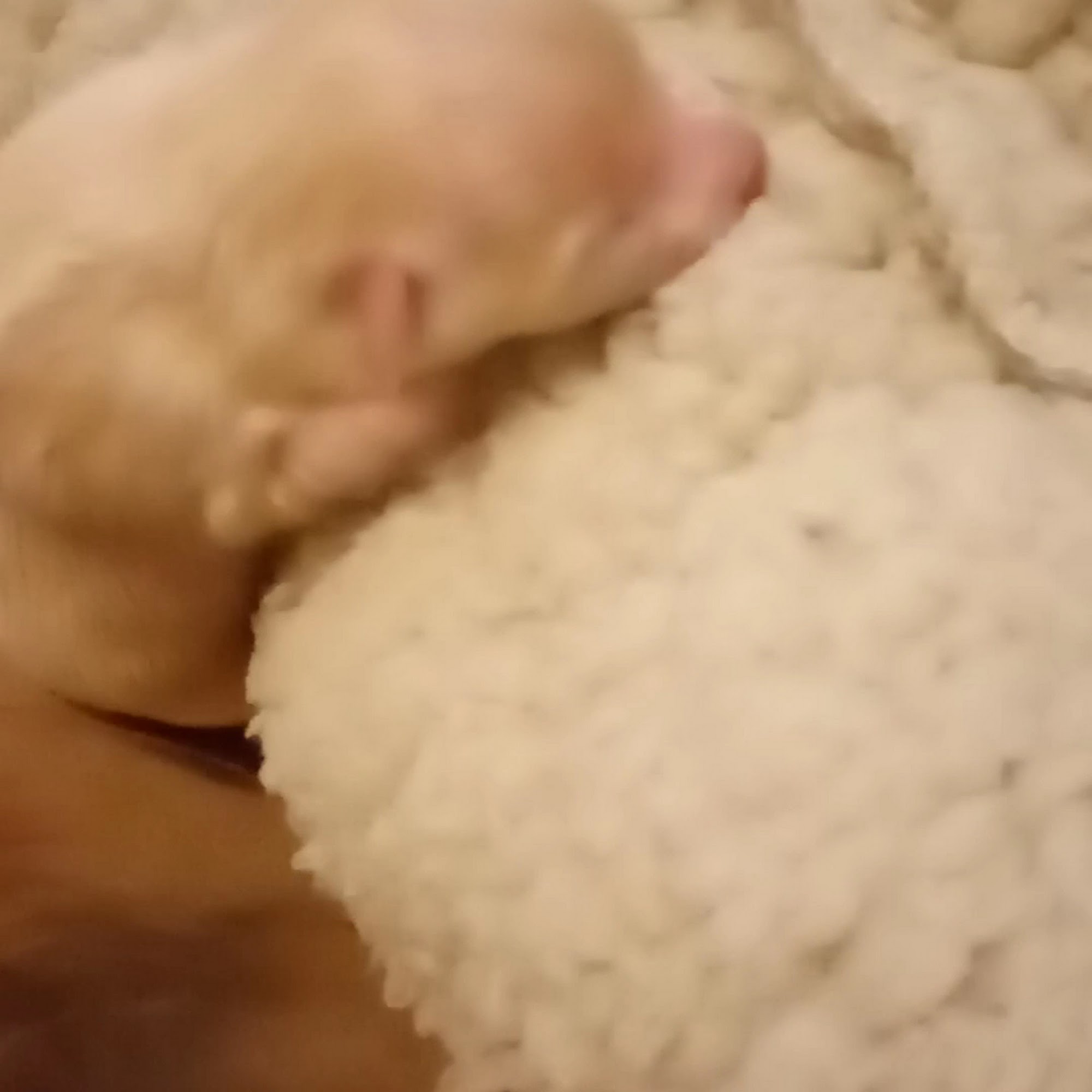 Animal Emergency & Referral Center Flowood