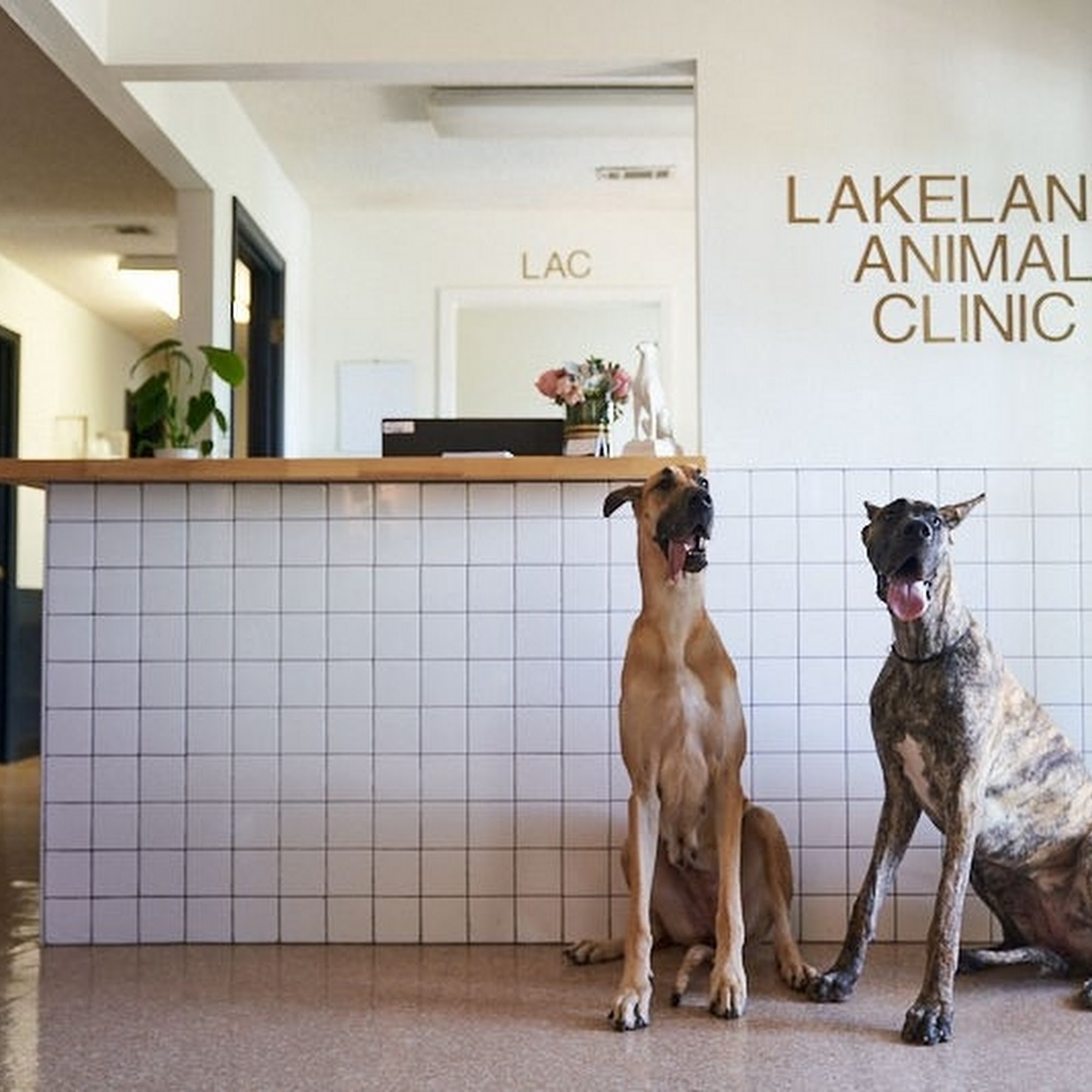 Lakeland Animal Clinic Flowood