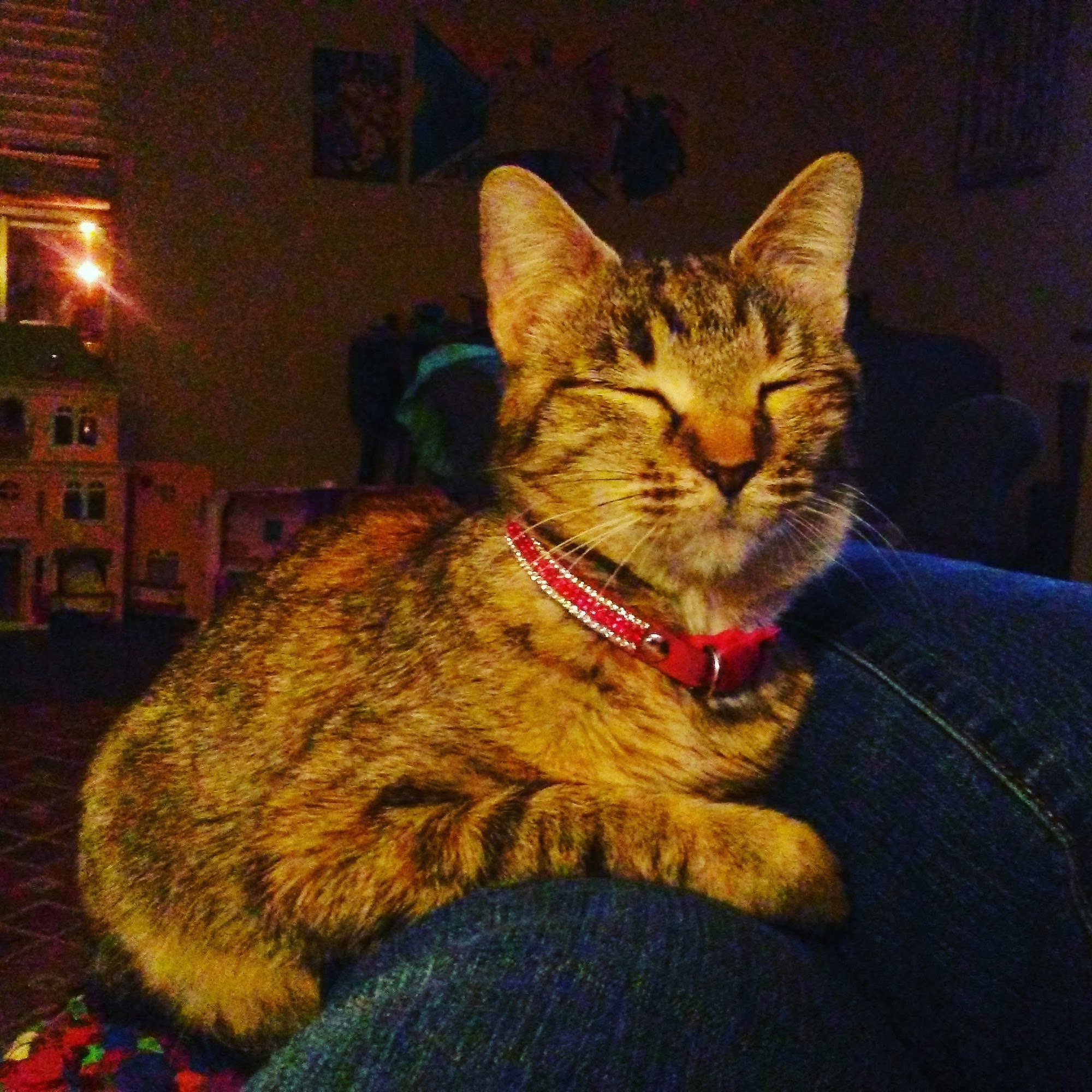 Luckney Animal Hospital: Ben Zieren, DVM Flowood