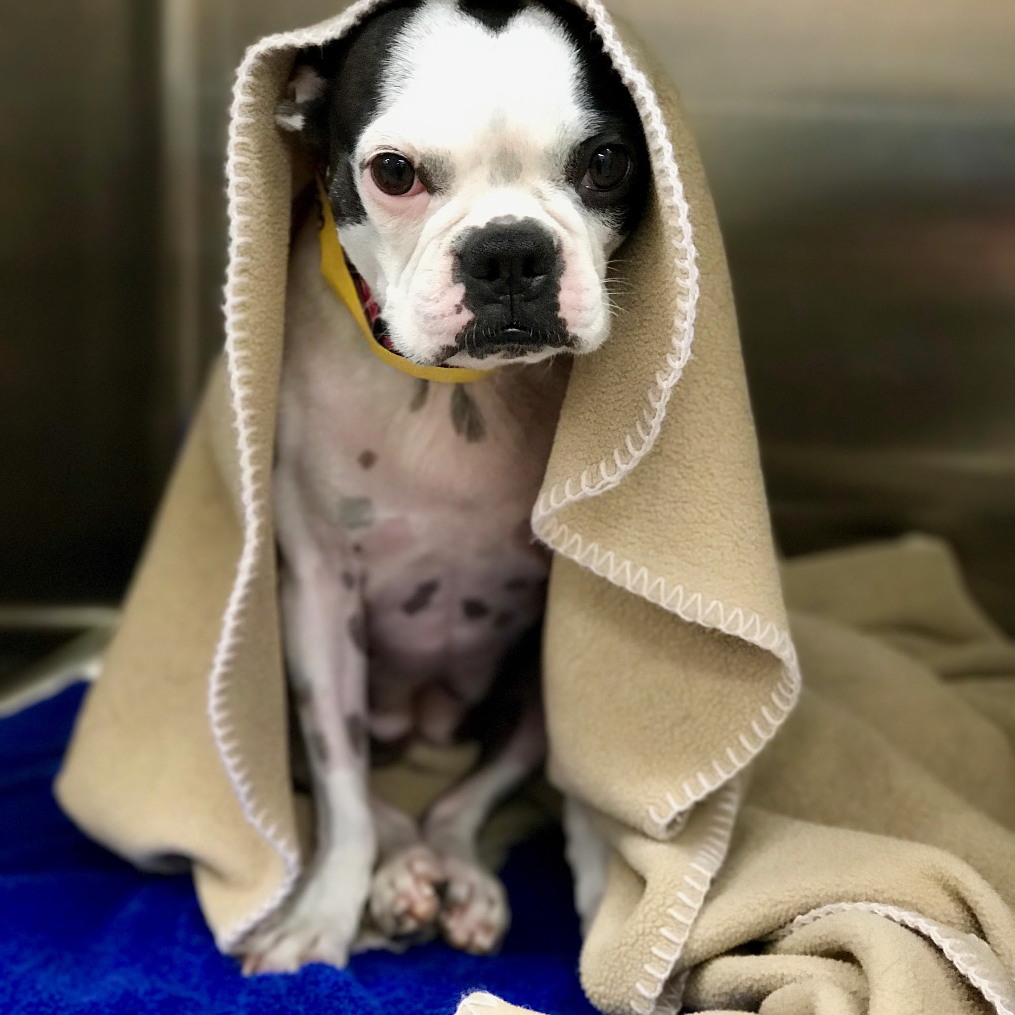 Flowood Pet Hospital and Resort Flowood