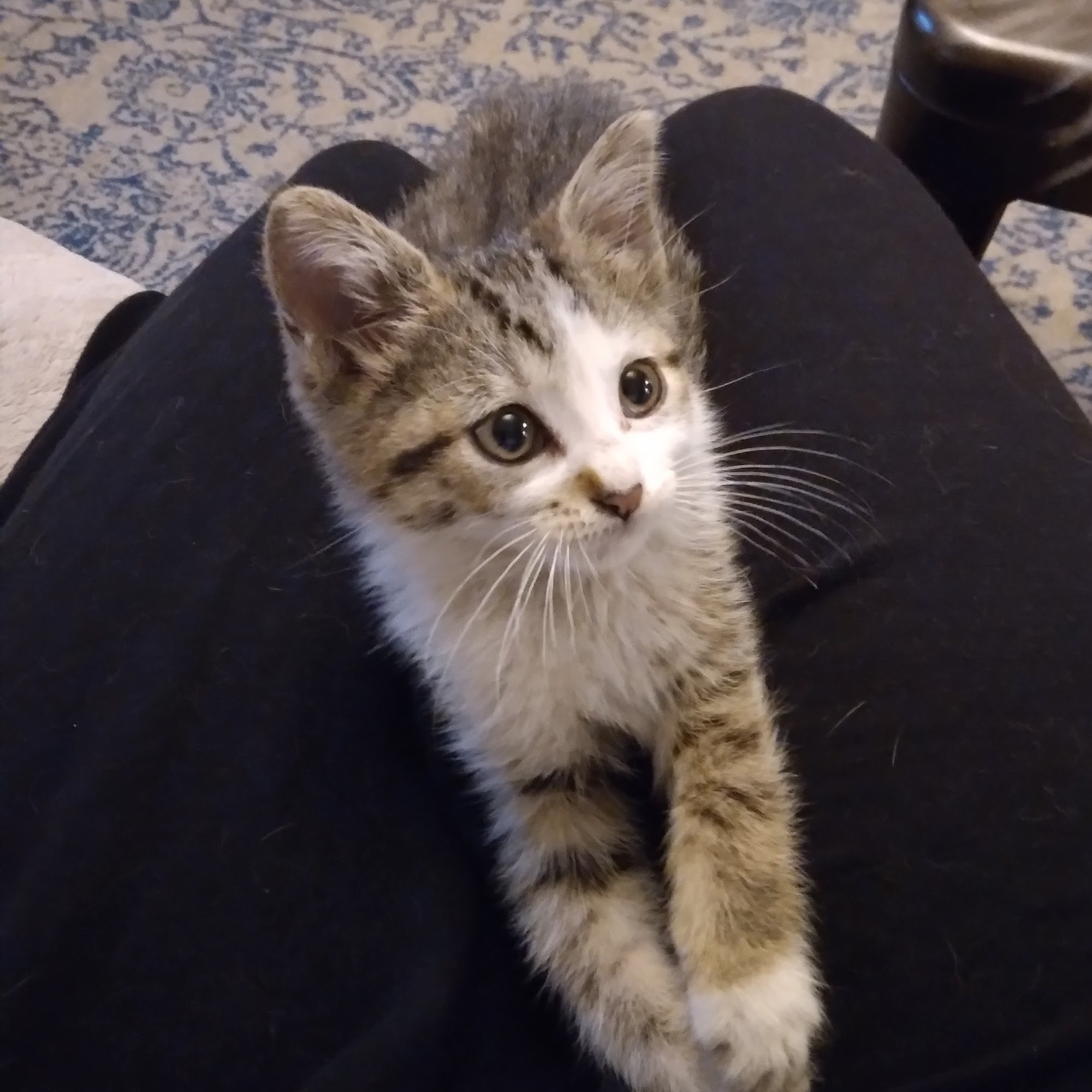 Northwest Rankin Animal Clinic Flowood