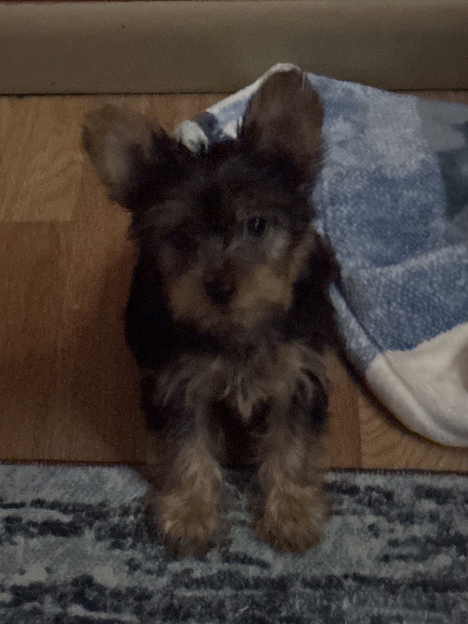 Fulton Veterinary Clinic Fulton