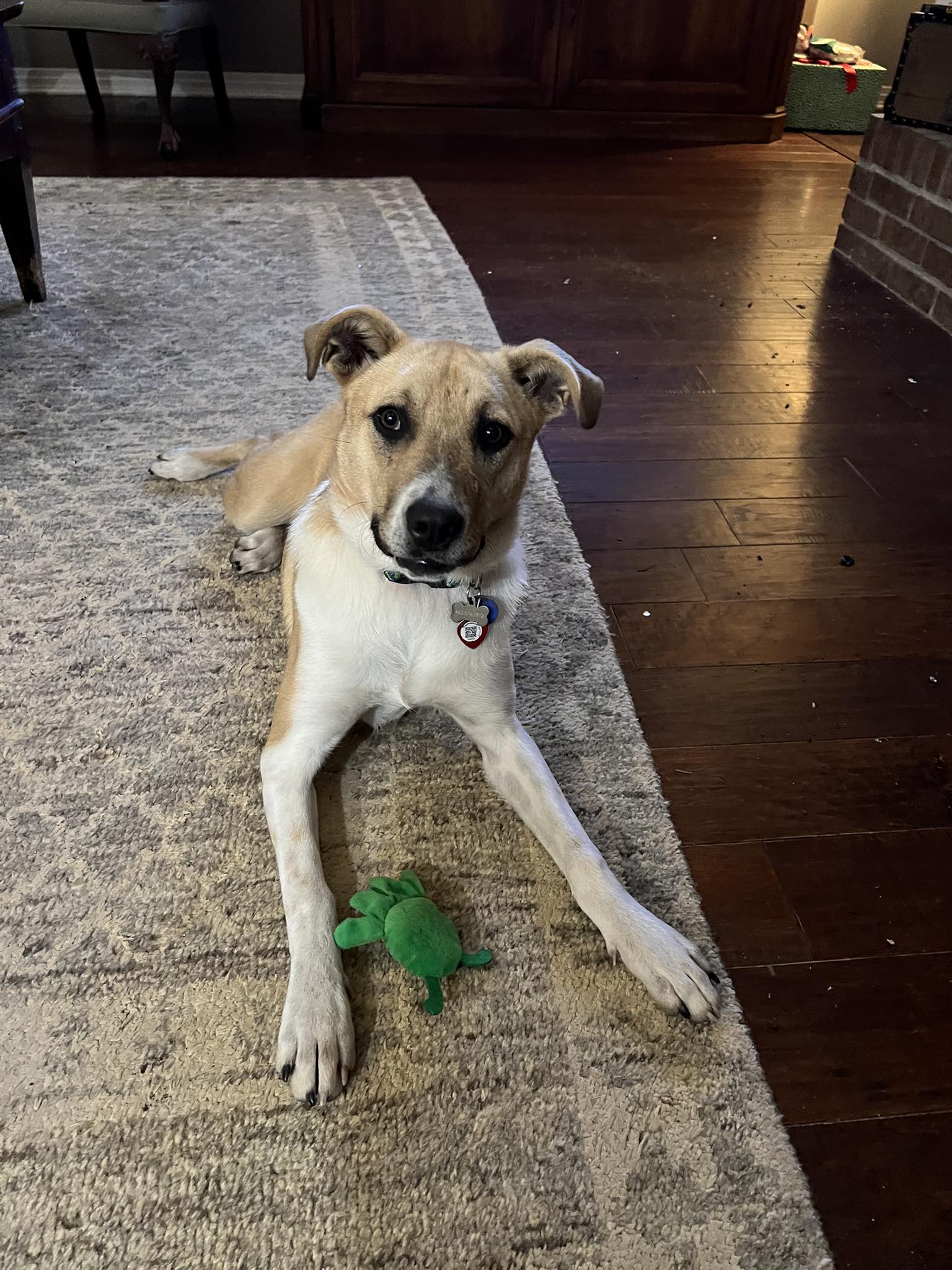 Swan Dogs 3305 Milstead Rd, Gautier