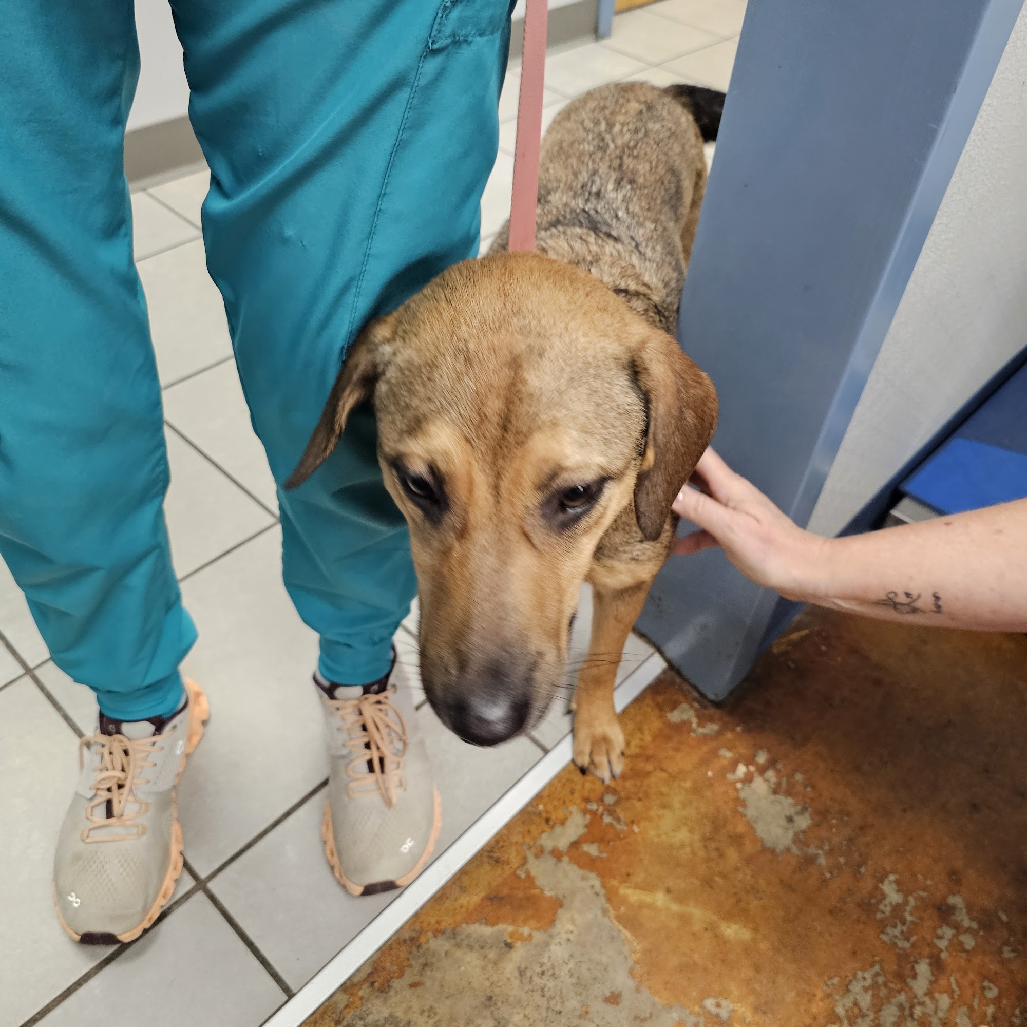 Greenville Animal Clinic-Hospital Greenville