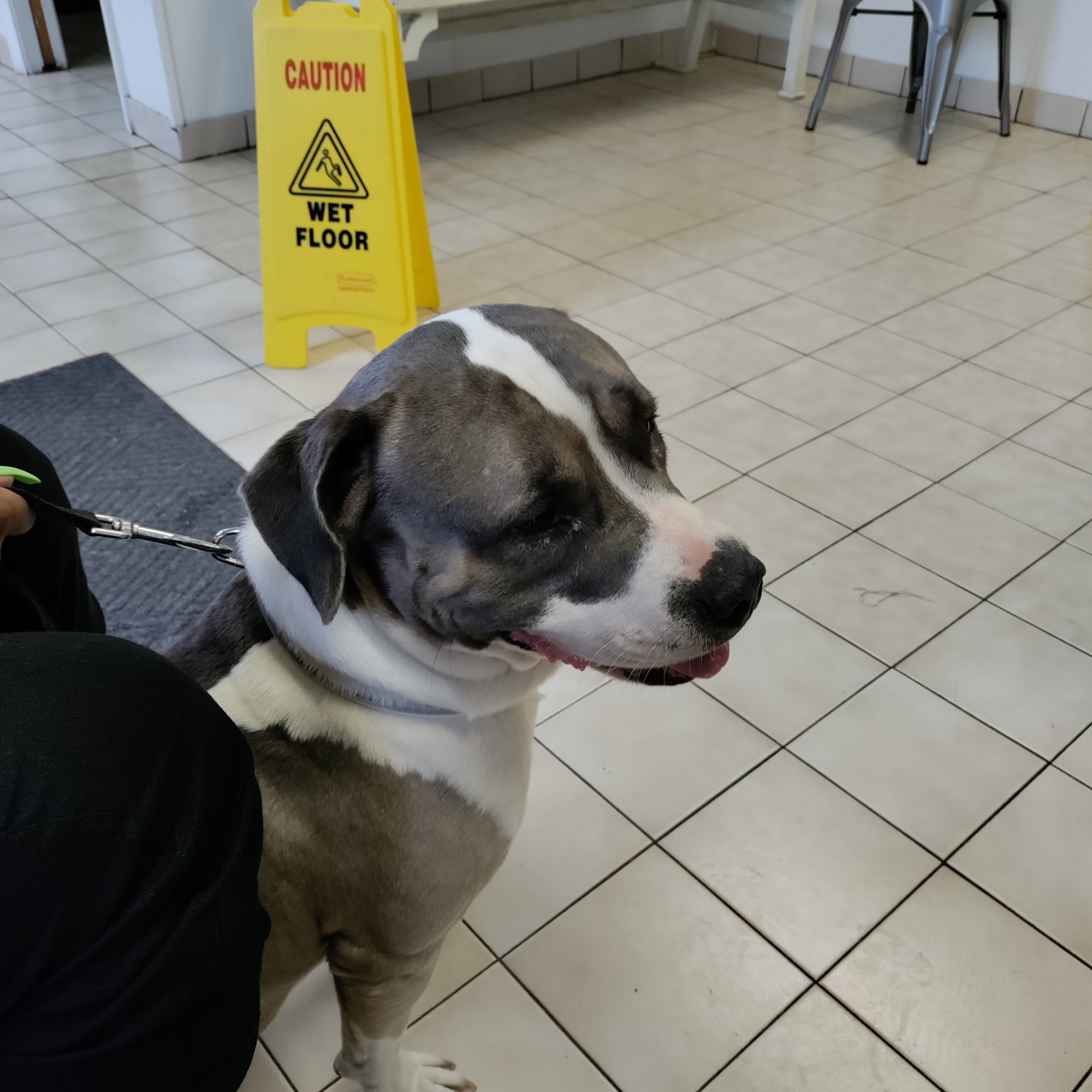 Allen & Griffin Animal Hospital: Martin Zondra L DVM Greenville