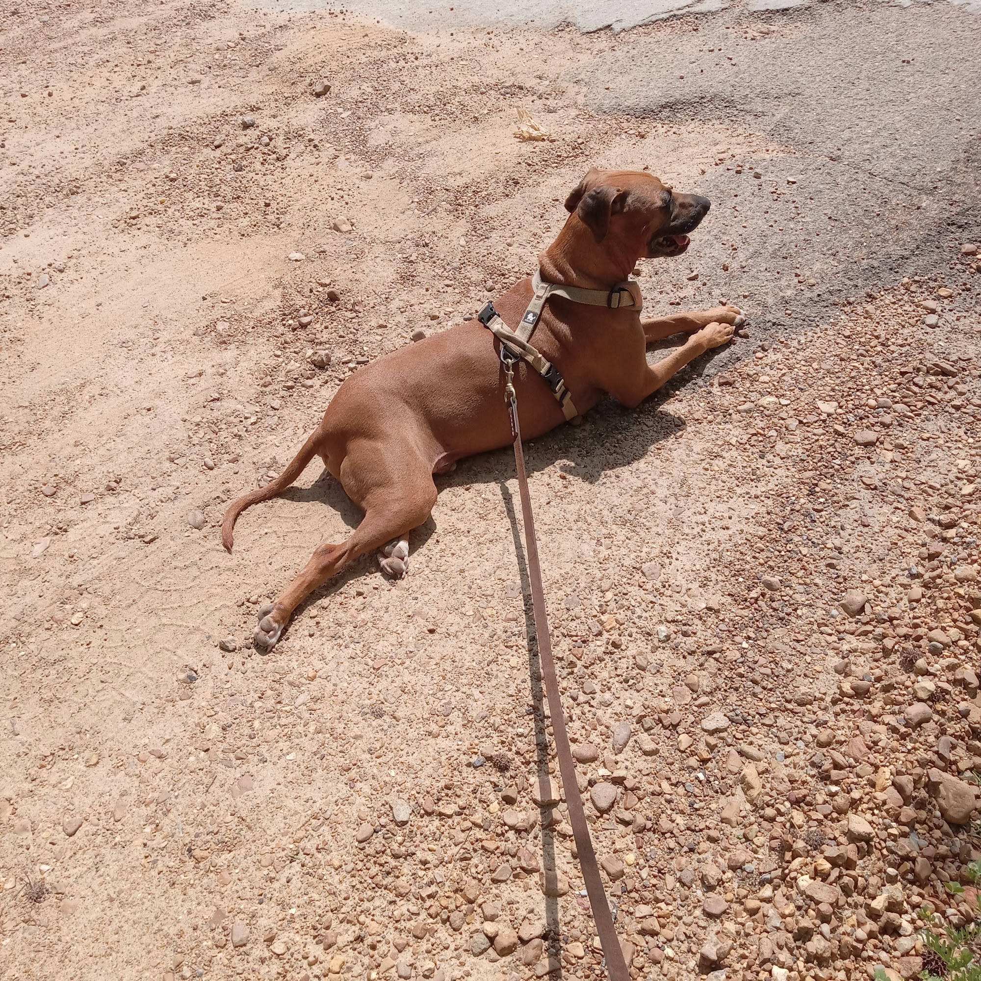 Greenwood Animal Hospital Greenwood