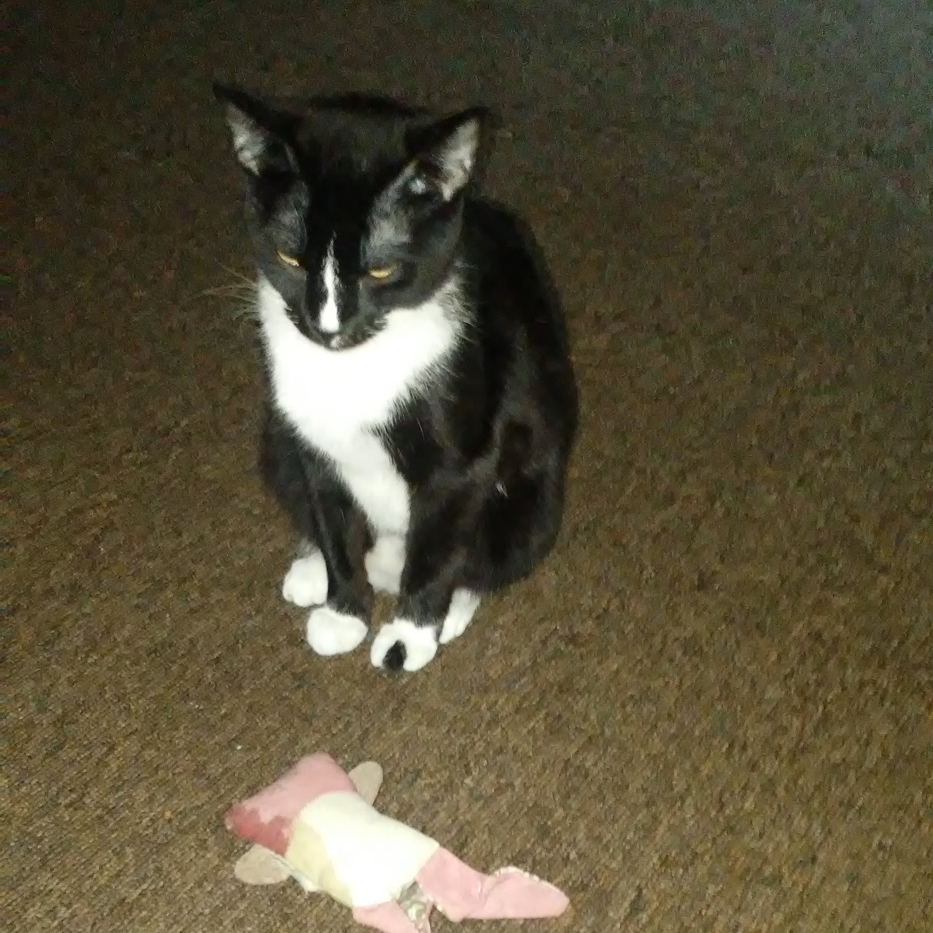 Humane Society-Leflore County Greenwood